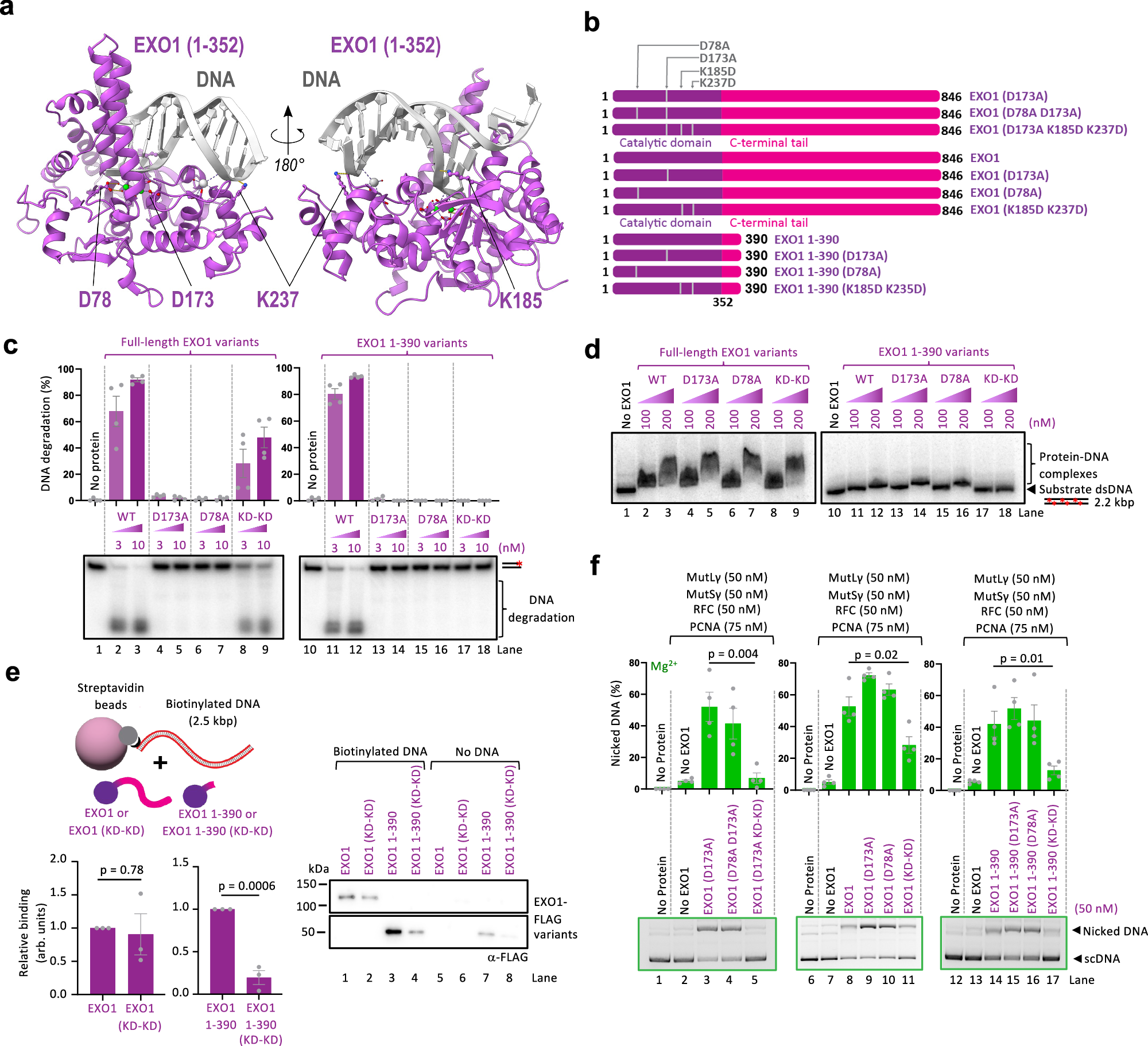 Fig. 7: DNA binding by EXO1 is necessary for MutLγ-MutSγ stimulation.