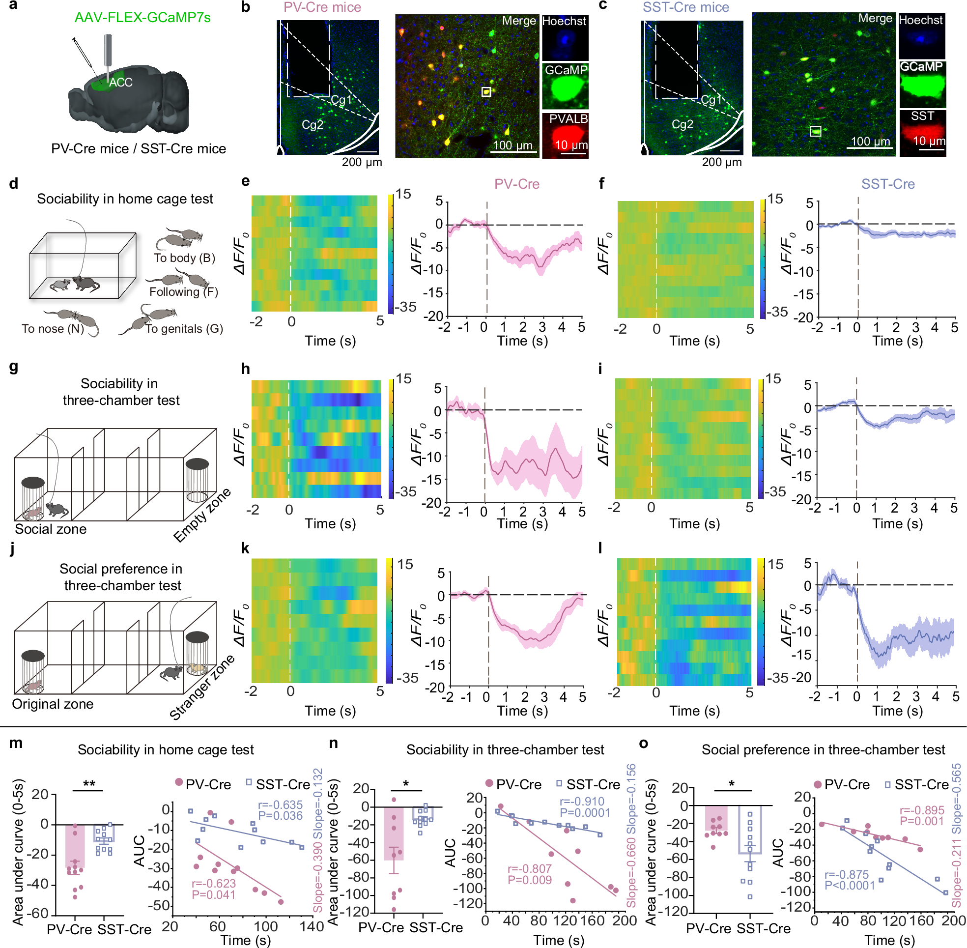 Fig. 1: The activity of PV and SST interneurons varies during different phases of social interactions.
