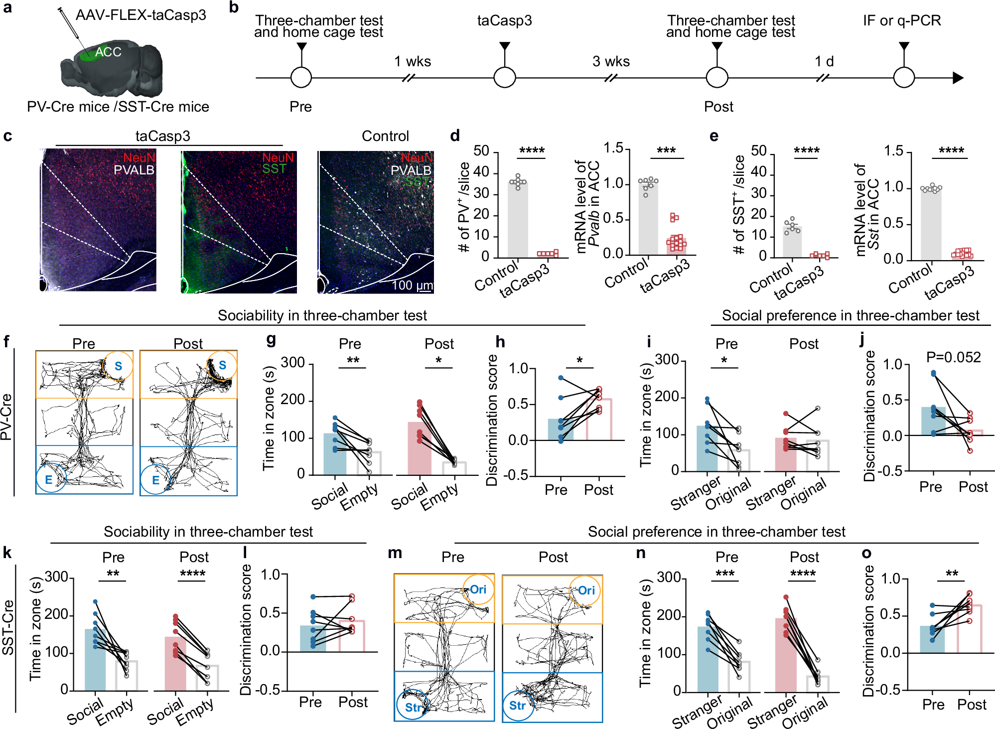 Fig. 2: Apoptosis of PV and SST interneurons in the ACC induced by virus alters behavior in the three-chamber test.