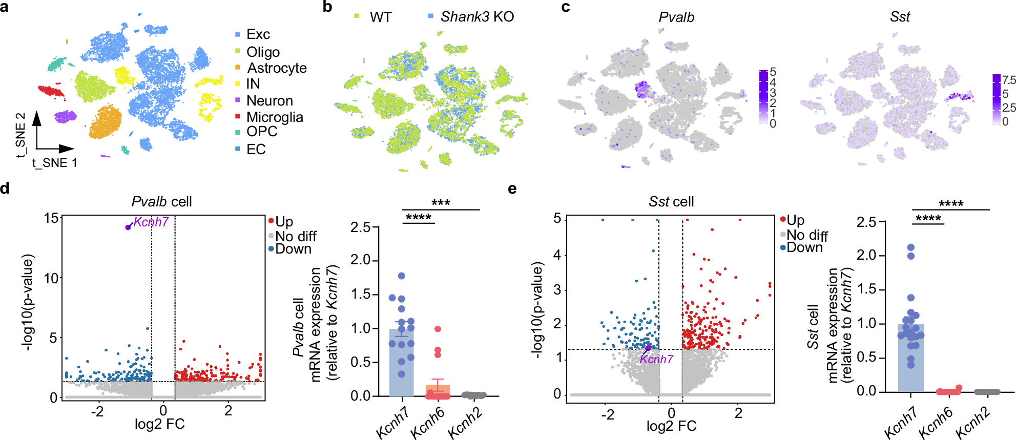Fig. 5: Decreased levels of Kcnh7 in PV and SST interneurons within the ACC of Shank3 KO mice.