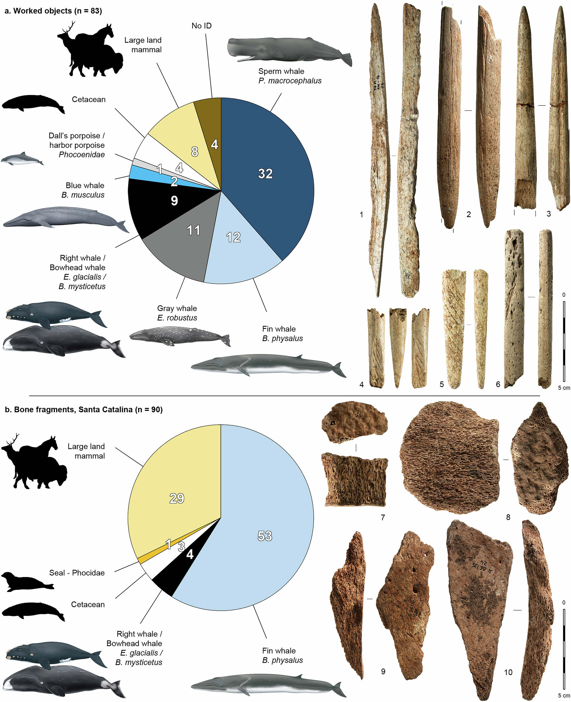 Late Paleolithic whale bone tools reveal human and whale ecology in the Bay  of Biscay | Nature Communications, image size:2000x2456