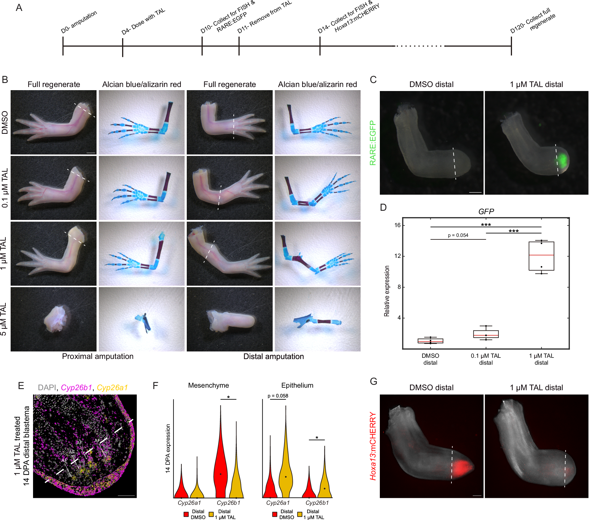 Fig. 3: CYP26 inhibition phenocopies exogenous RA during limb regeneration.