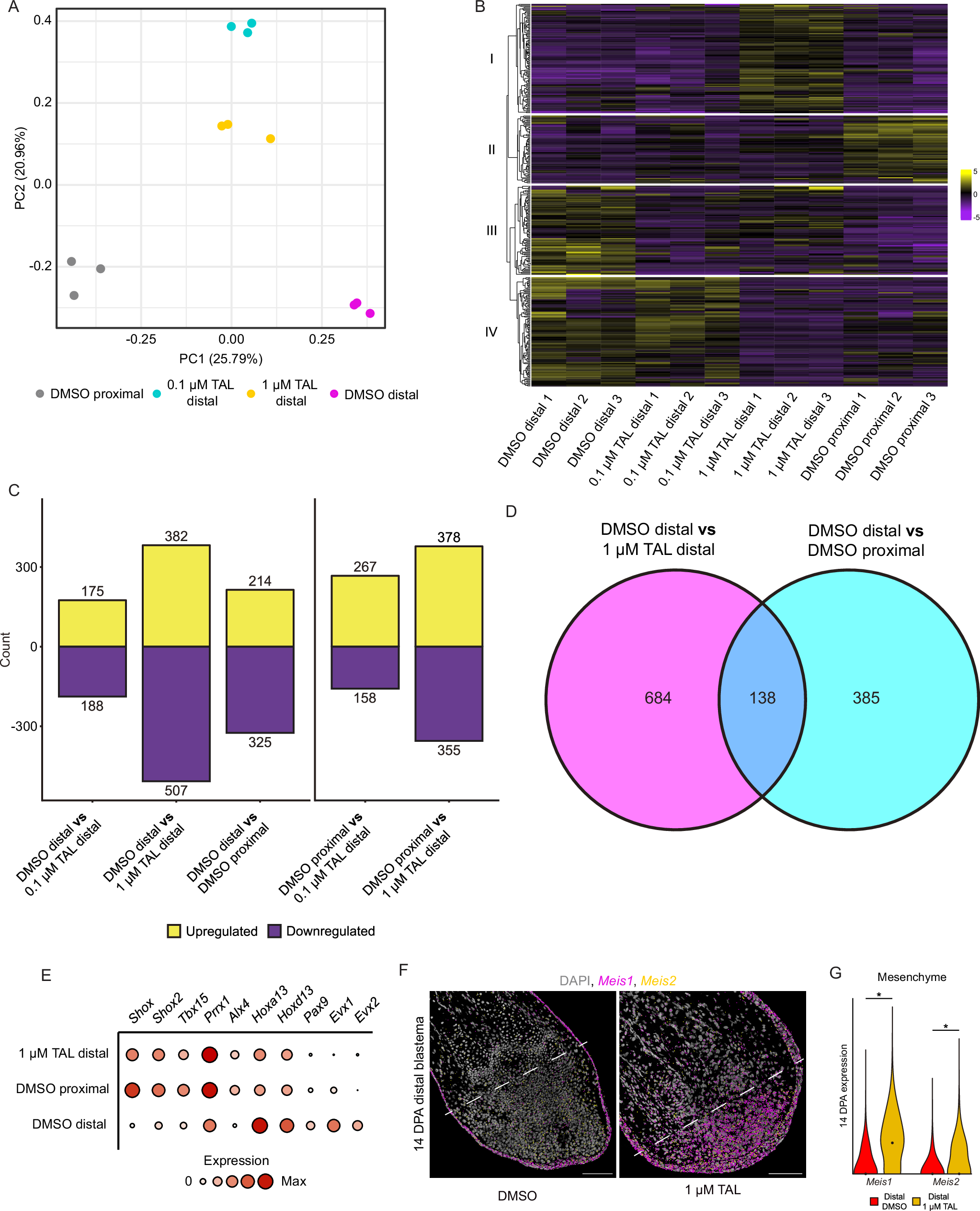 Fig. 4: CYP26 inhibition reprograms DBs into a more PB-like identity.