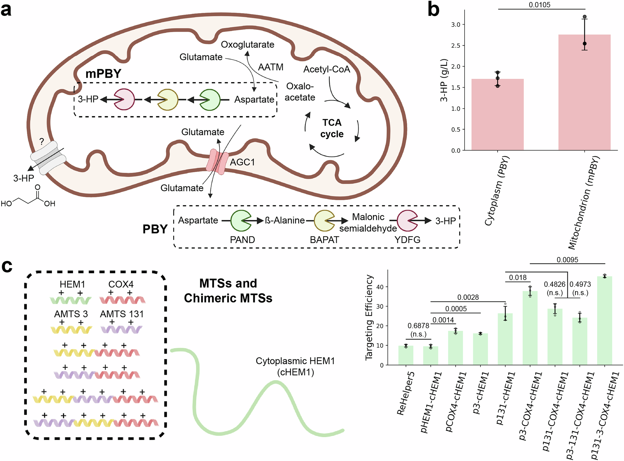 Fig. 7: Application of characterized MTSs for metabolic engineering and protein delivery.