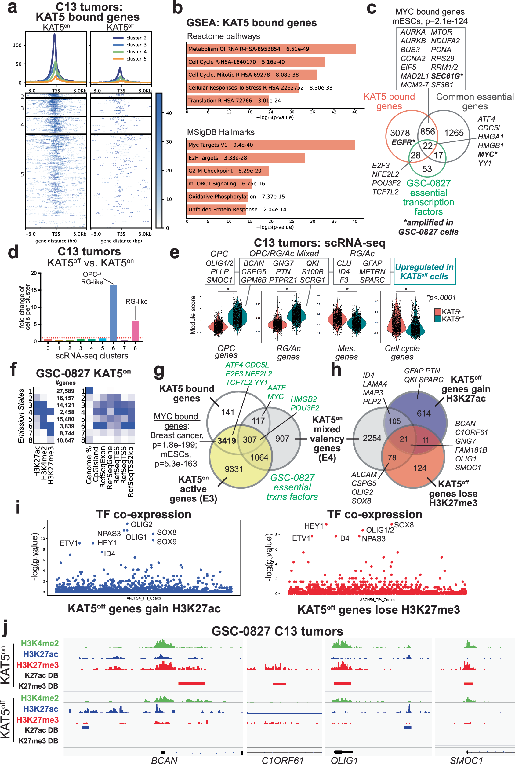 Fig. 5: Analysis of KAT5 target genes, gene expression changes, and epigenetic patterning associated with KAT5on and KAT5off states in GSC-0827 tumors.
