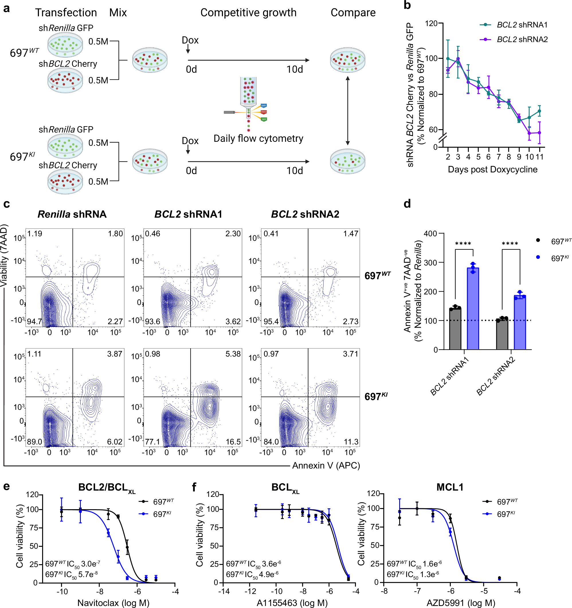 Fig. 2: Venetoclax exerts its effect on CREBBP-mutated B-ALL cell lines by on-target inhibition of BCL2.