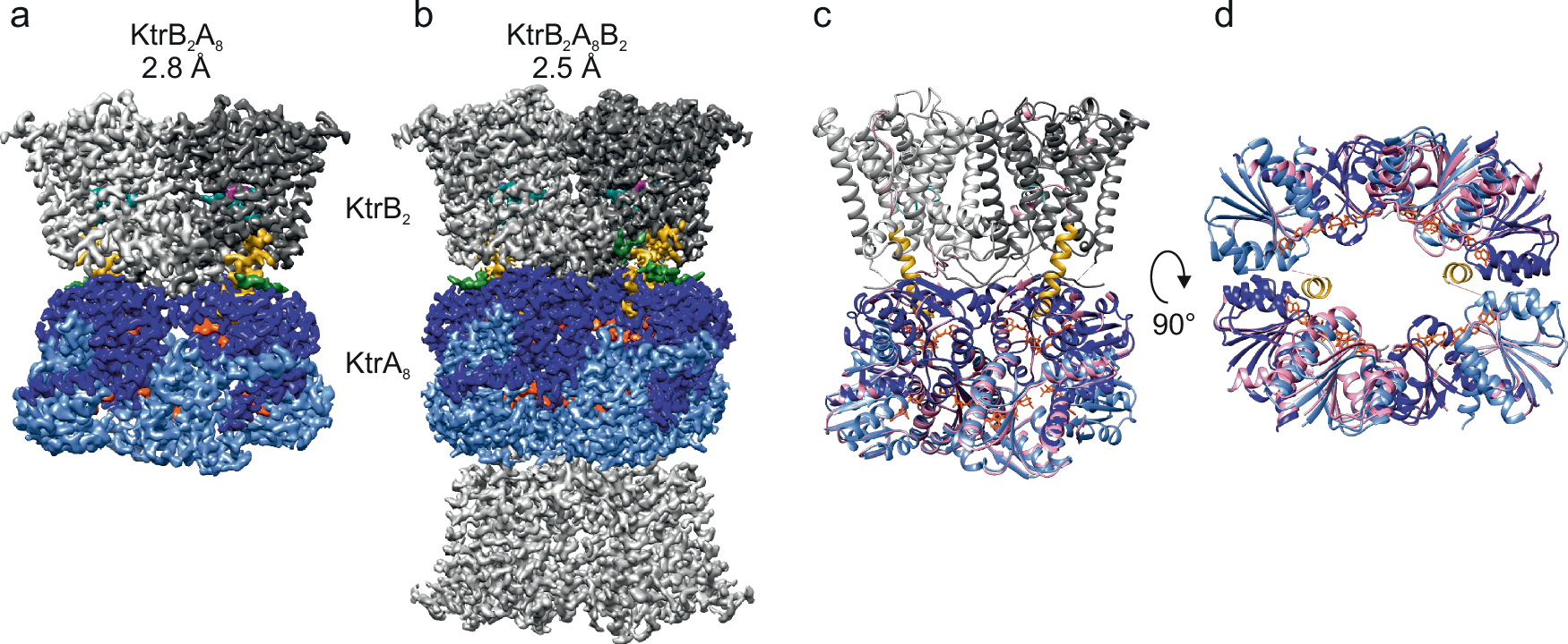 Fig. 1: High-resolution structure of KtrAB in its intact KtrB2A8 assembly compared to the nonphysiological KtrB2A8B2 assembly.