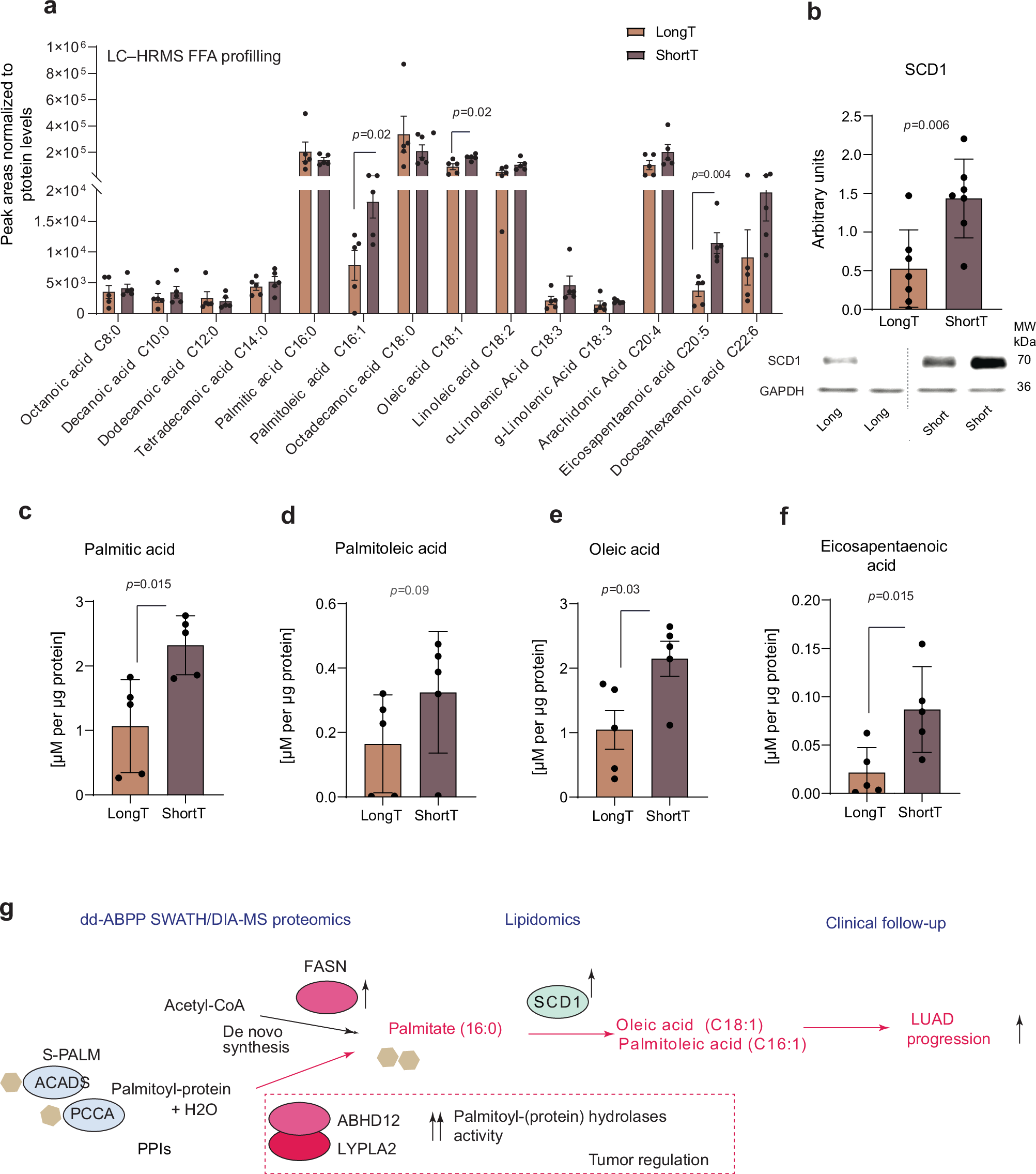 Fig. 6: FA analysis reveals the excess of palmitate and its monounsaturated metabolites in the tumors of the aggressive LUAD phenotype.
