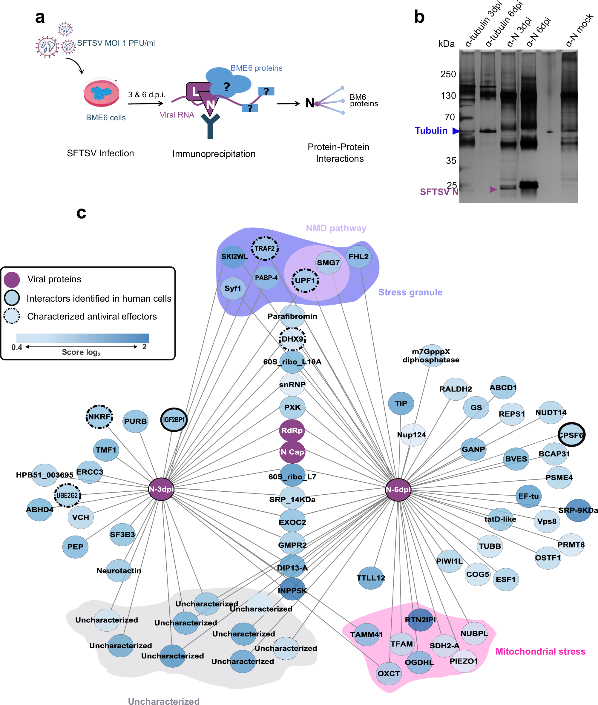 Fig. 4: Network representation of the SFTSV N- R. microplus interactome in SFTSV-infected BME6 cells.