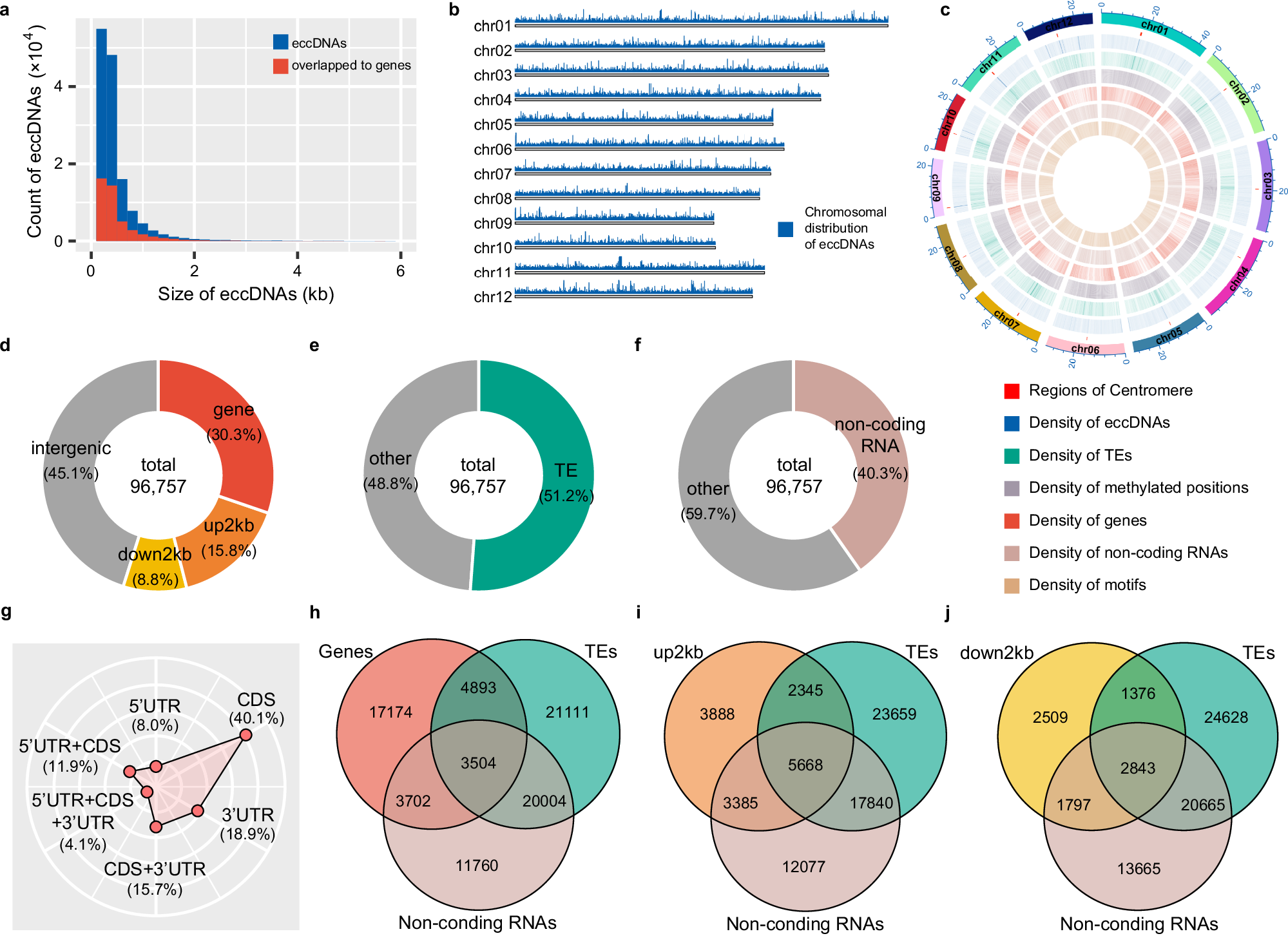 Fig. 1: Genome-wide distribution and global characterization of rice eccDNAs.