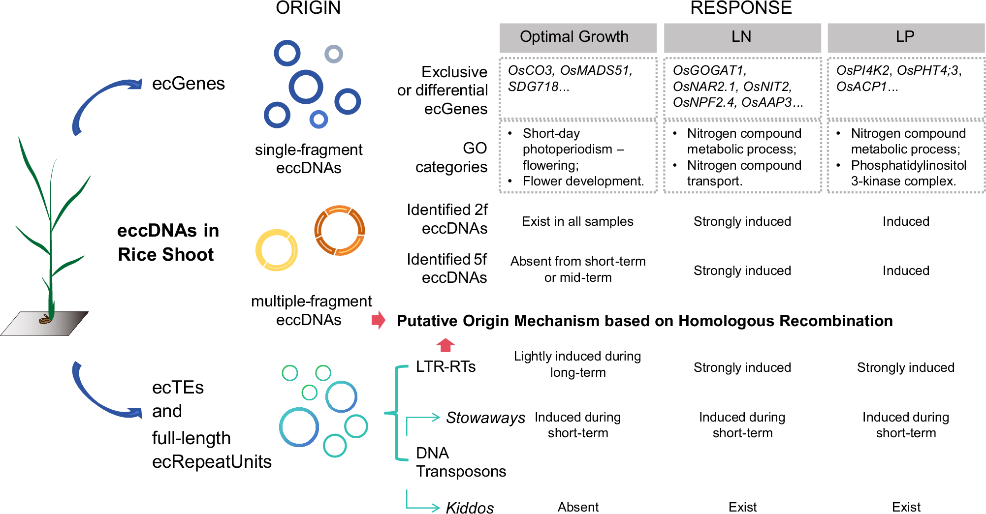 Fig. 8: Global eccDNA dynamics under optimal growth and nutritional stress conditions in rice shoot tissue.