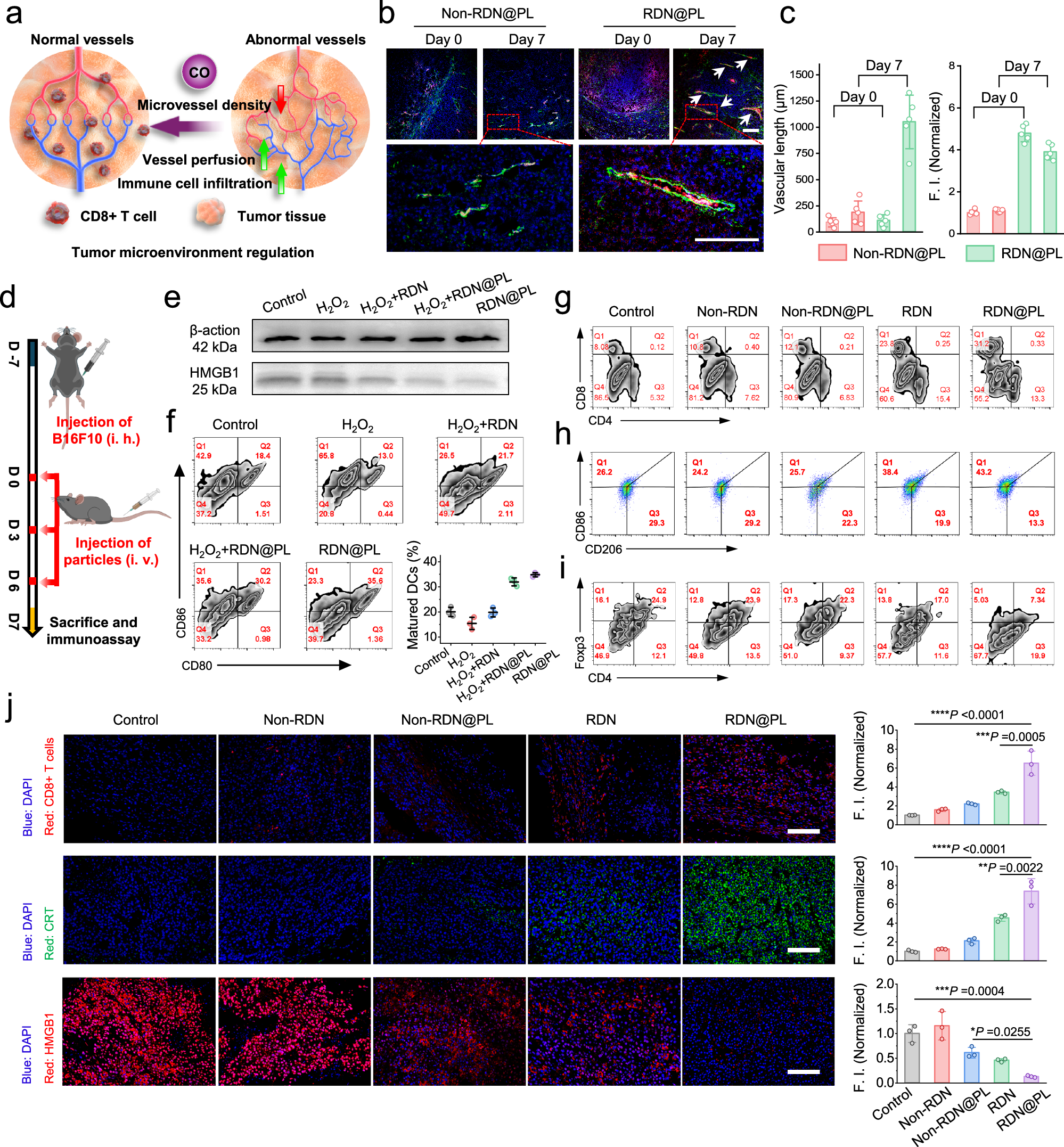 Fig. 6: In vivo assessment of the effect of RDN@PL on the modulation of the tumor immune microenvironment.