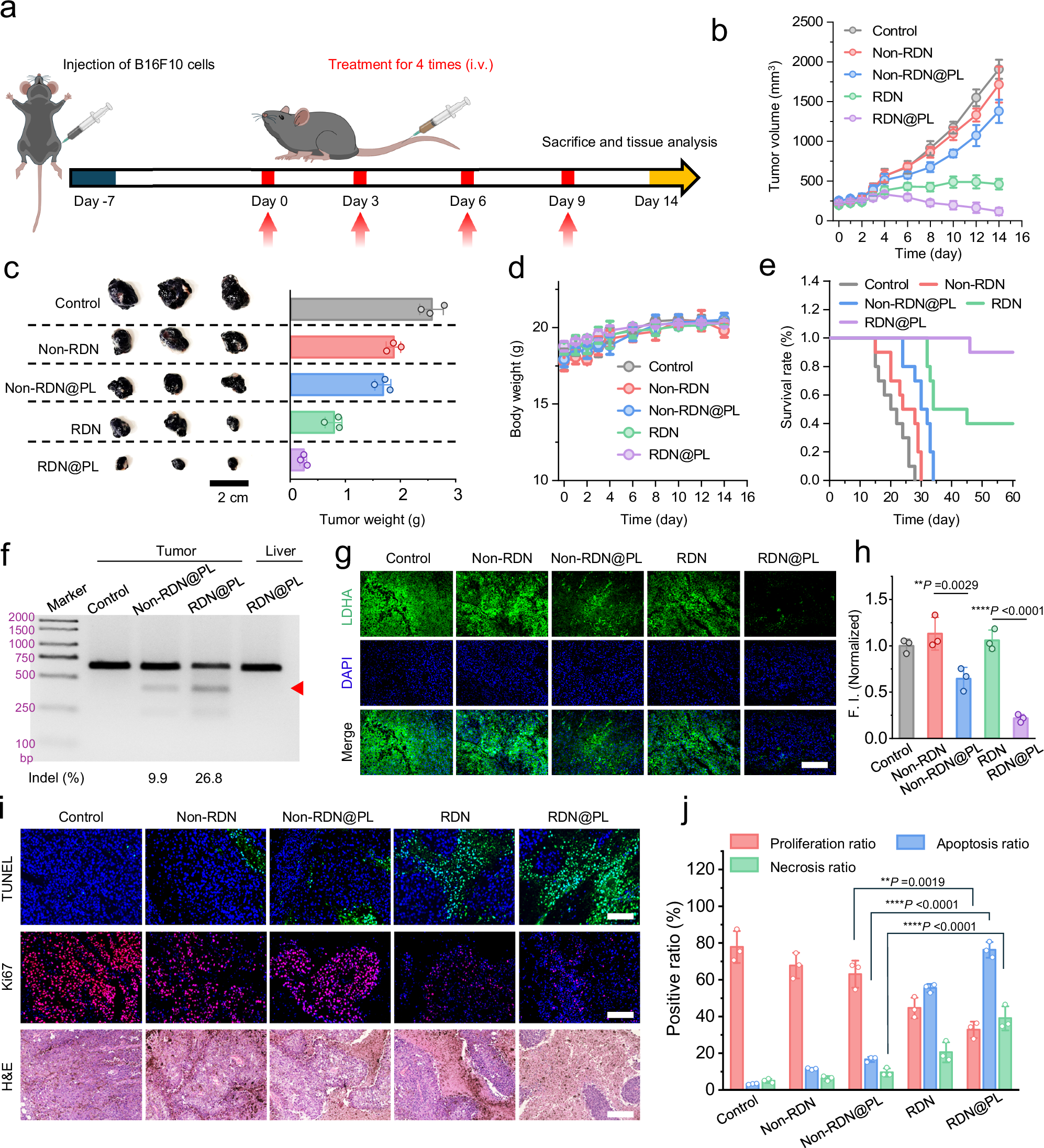 Fig. 7: In vivo efficacy evaluation of RDN@PL for malignant melanoma solid tumors.