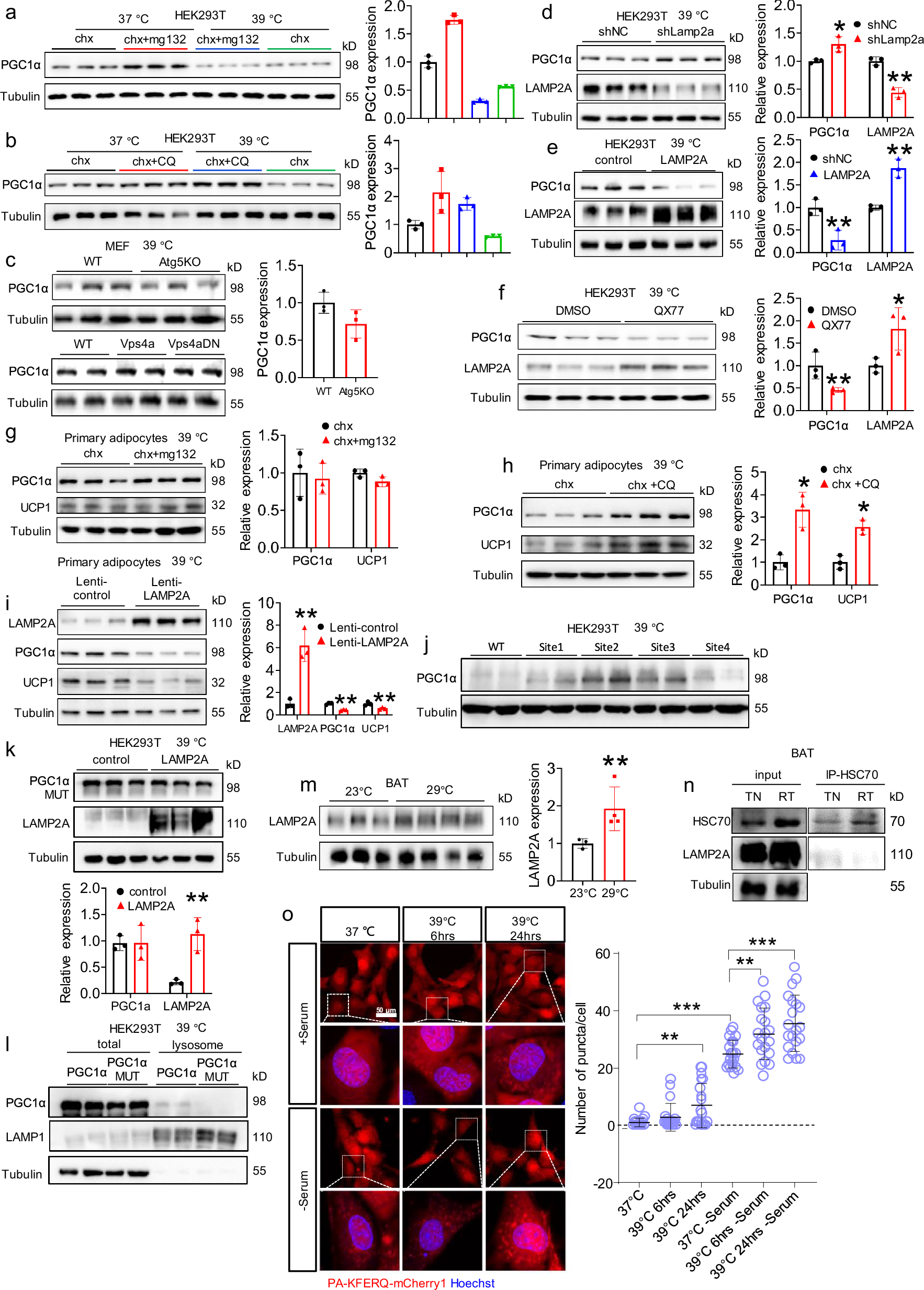 Fig. 1: Degradation of PGC1α is induced by CMA under thermal stress.