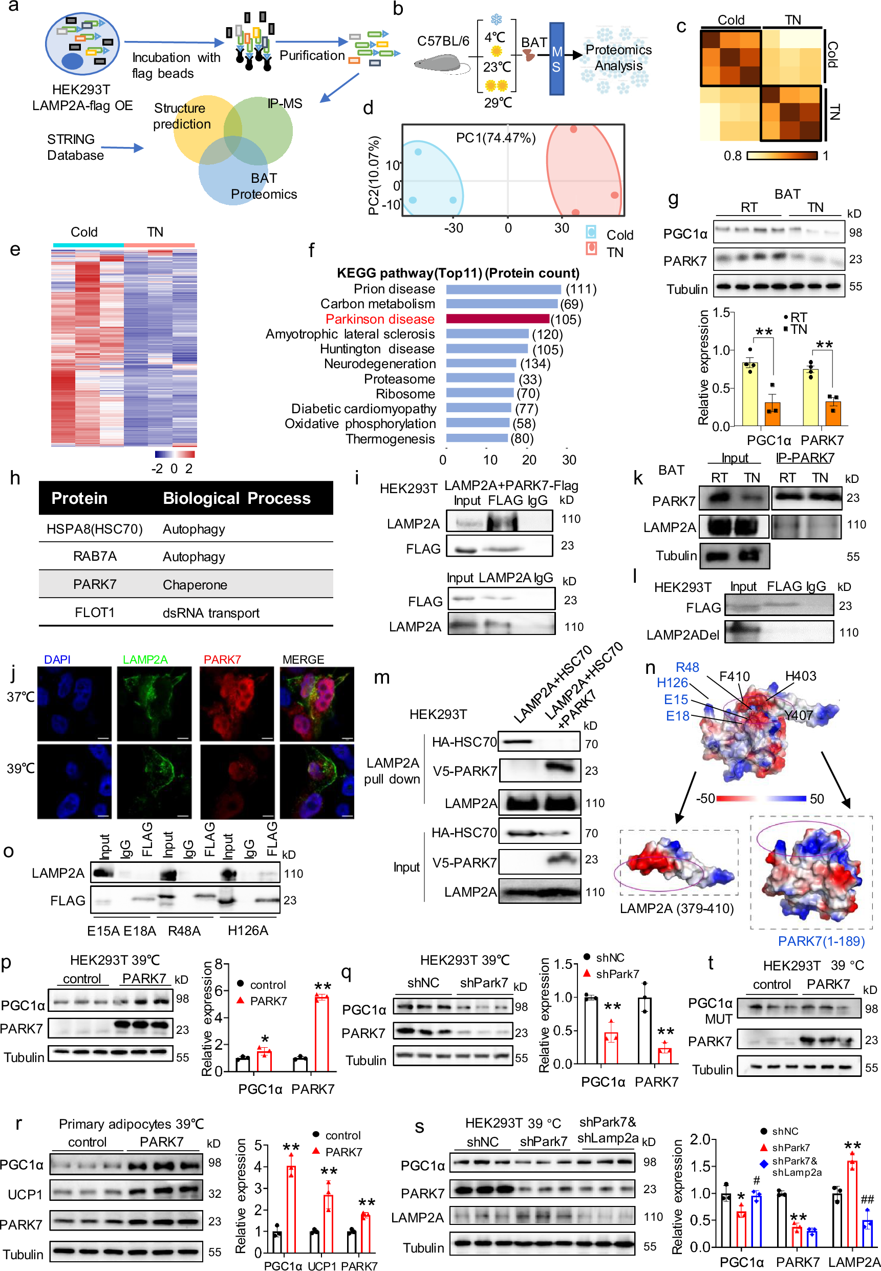 Fig. 3: PARK7 interacts with LAMP2A and regulates PGC1α degradation.