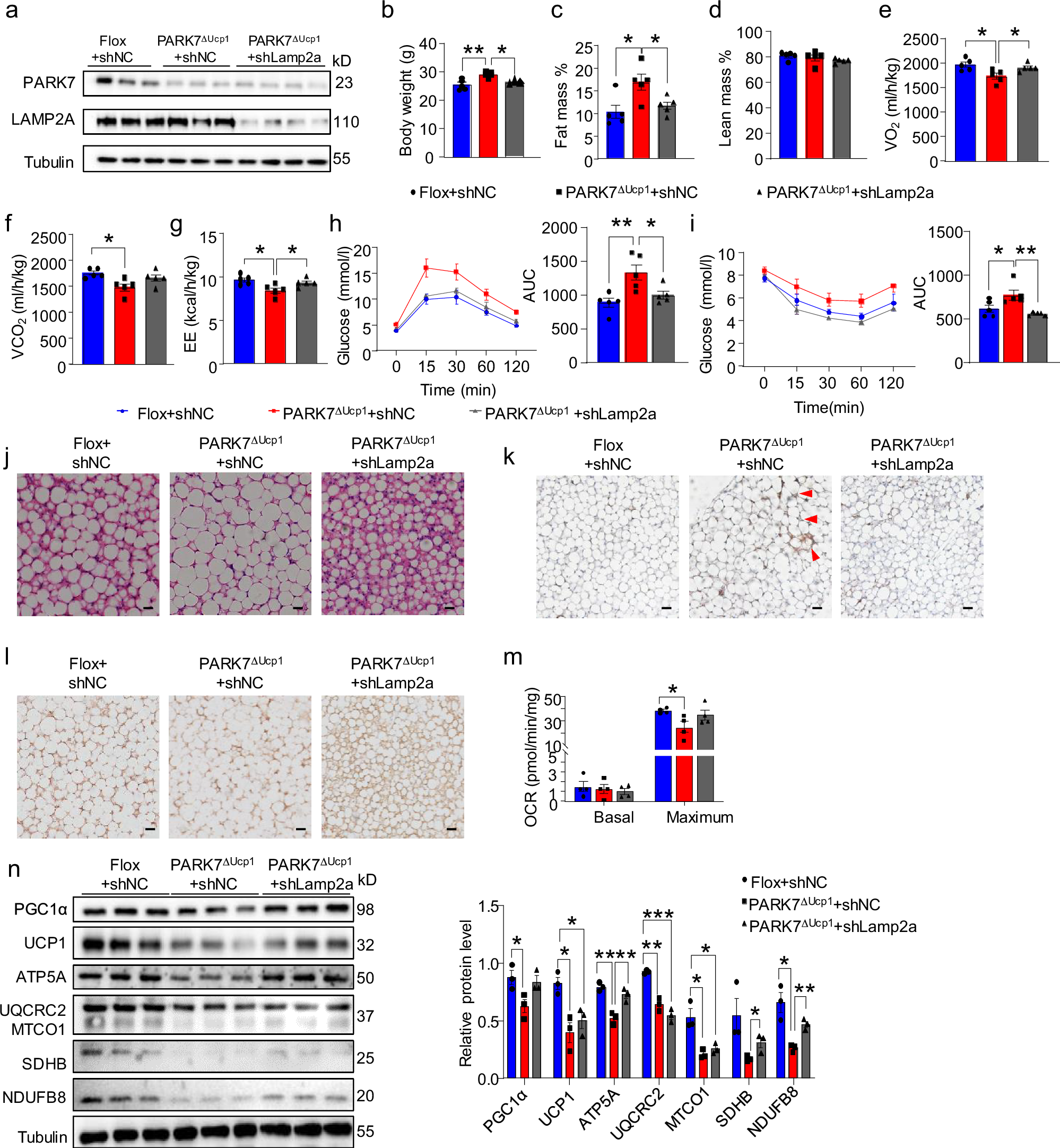 Fig. 7: CMA activity is required for Park7 ablation-induced BAT whitening.