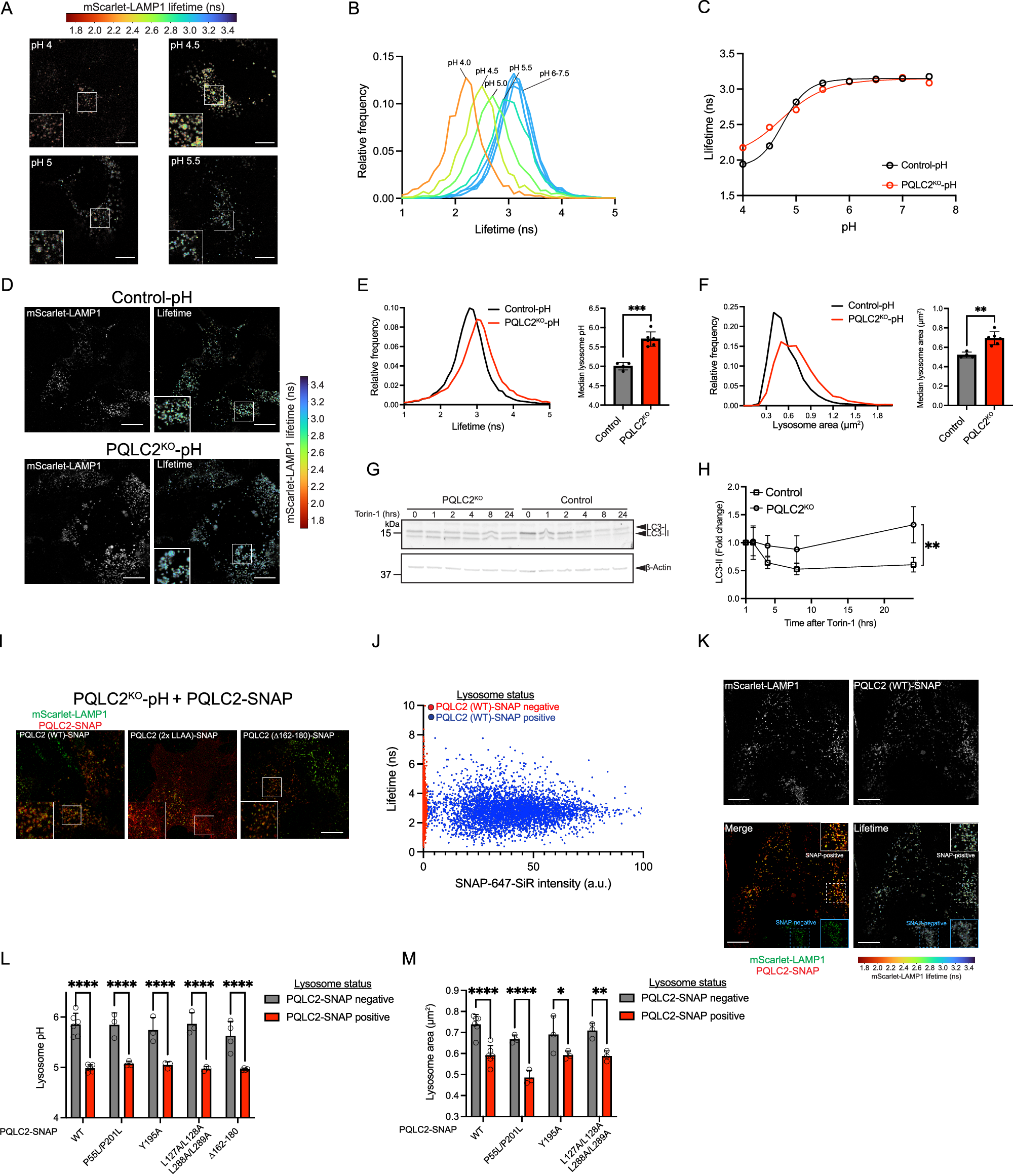 Fig. 8: PQLC2 regulates lysosomal pH and size.