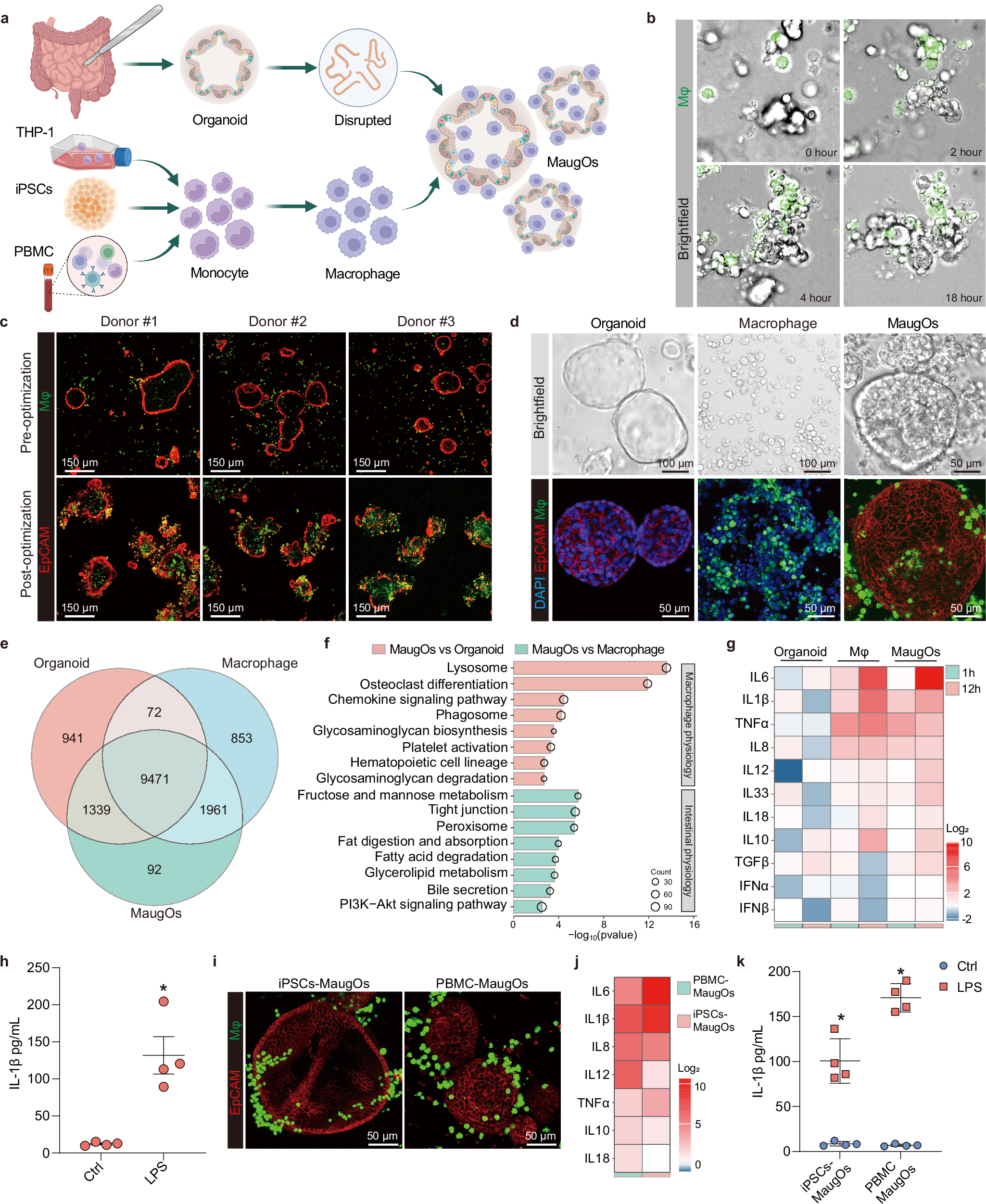 Fig. 1: Establishment and characterization of macrophage-augmented intestinal organoids.