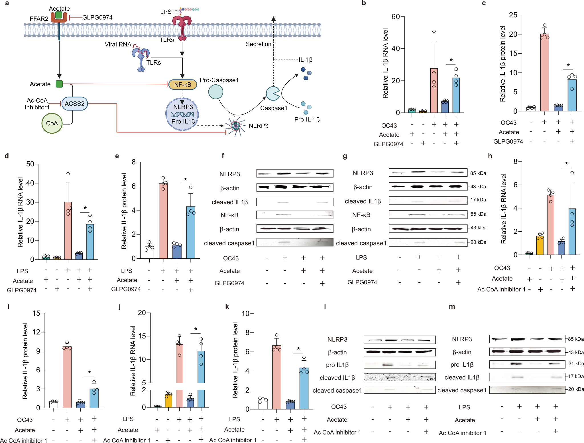 Fig. 6: Dissecting the anti-inflammatory effects of acetate in enteric infections: mechanism-of-action.