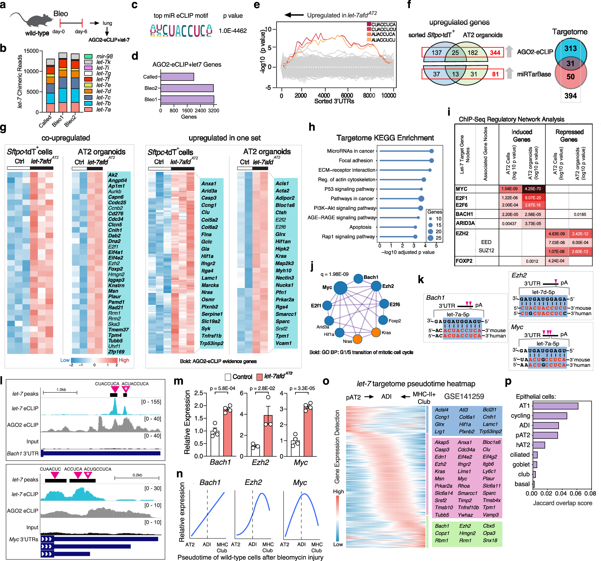 Fig. 2: Chimeric AGO2 eCLIP and transcriptomics identify let-7 targetome in AT2 cells.