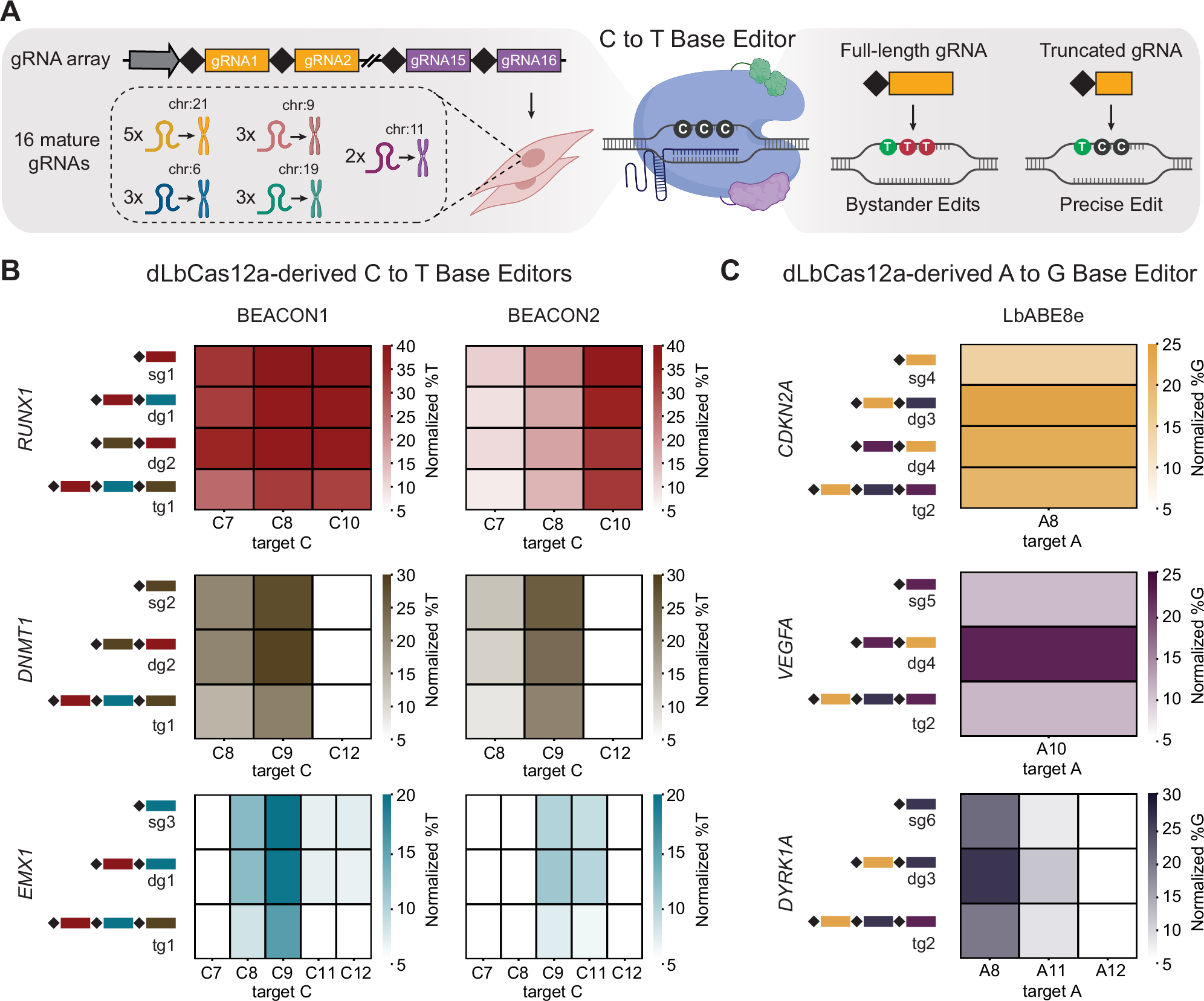 ゲノム工学の精度と範囲を拡大(Yale genome engineers expand the reach and precision of human gene editing)