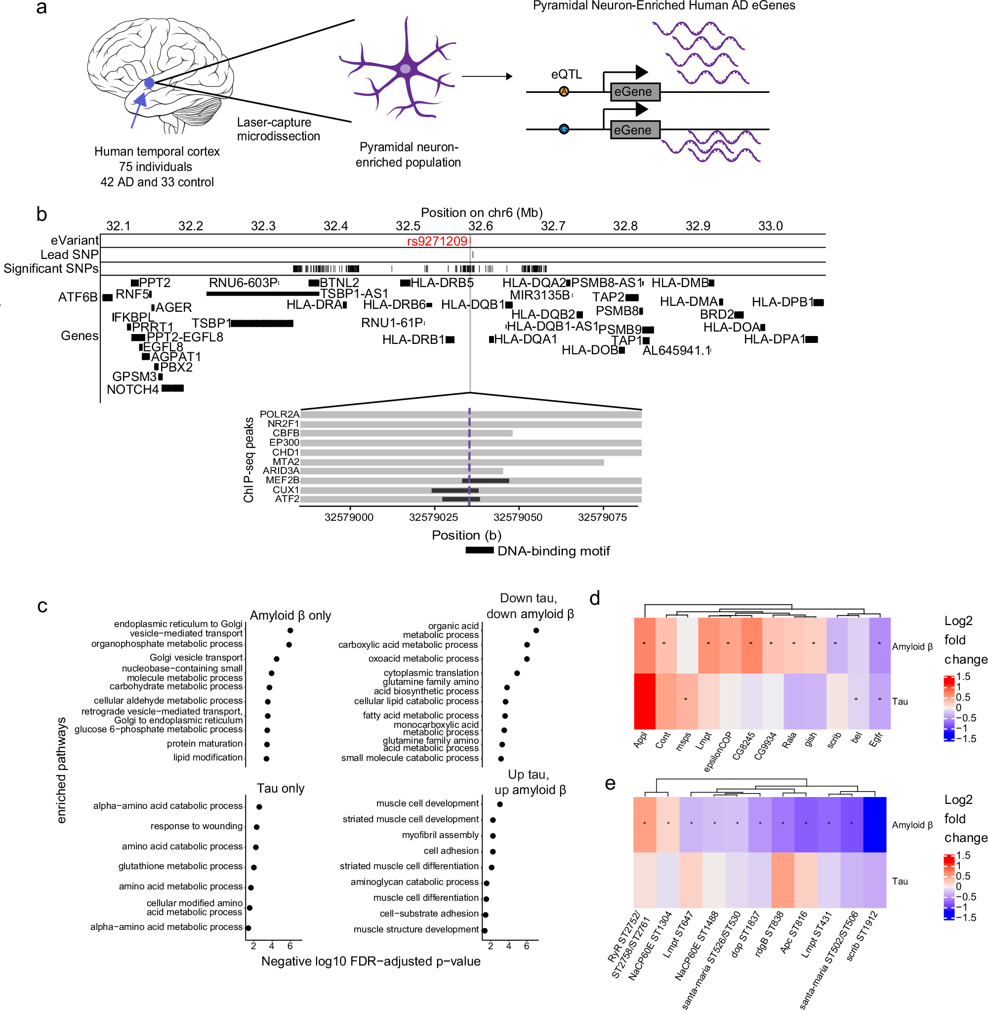 Fig. 3: Multi-omic changes in human Alzheimer’s disease patients and model systems.