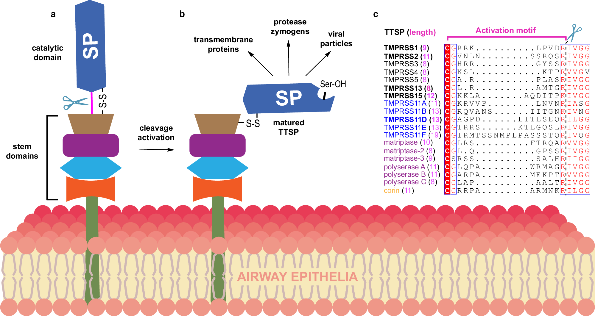 Fig. 1: The zymogen activation motif of TTSPs are cleaved by trypsin-like serine proteases and their residue composition is distinct to each TTSP.