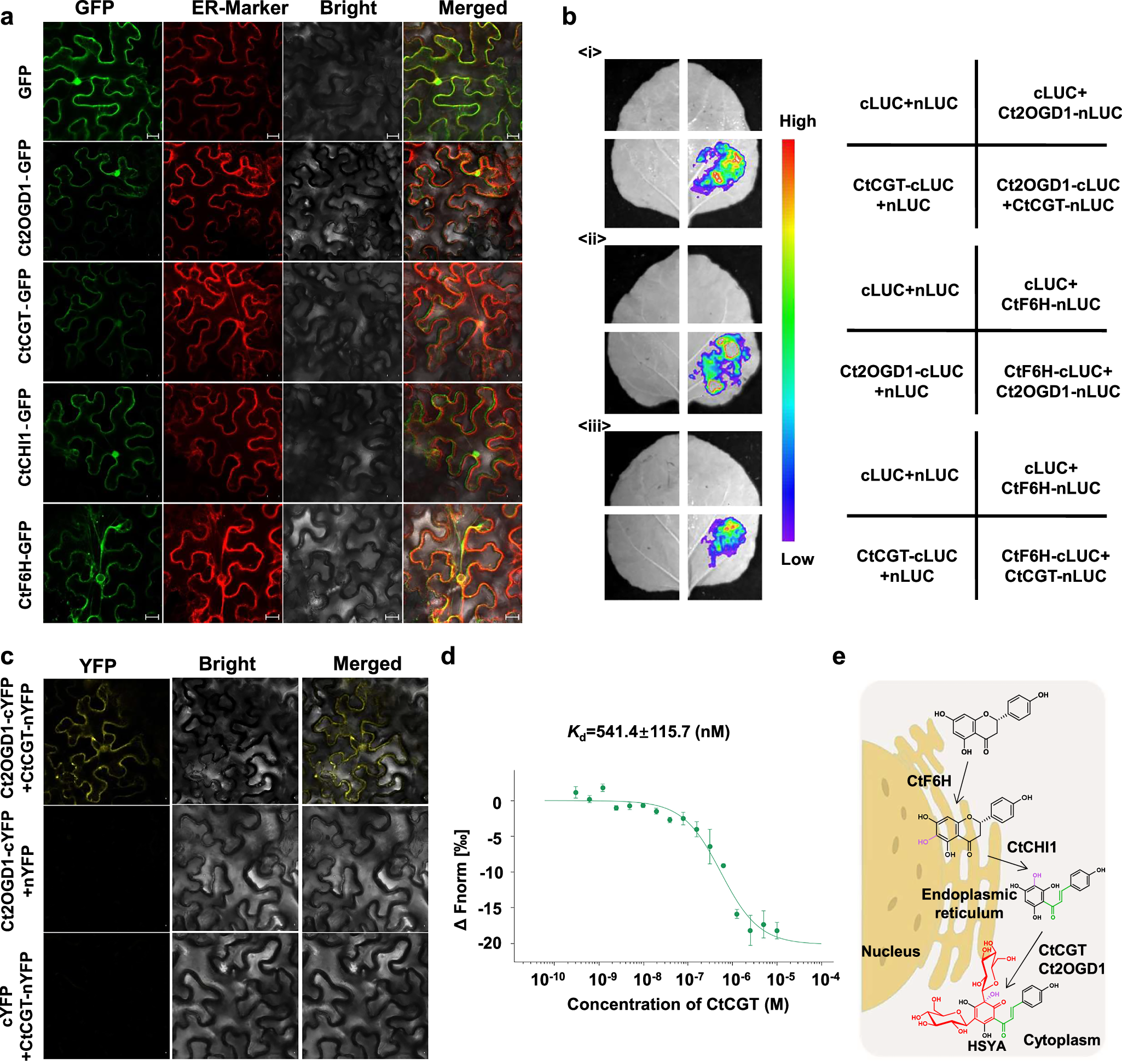 Fig. 5: Subcellular location and interaction of HSYA biosynthetic enzymes.