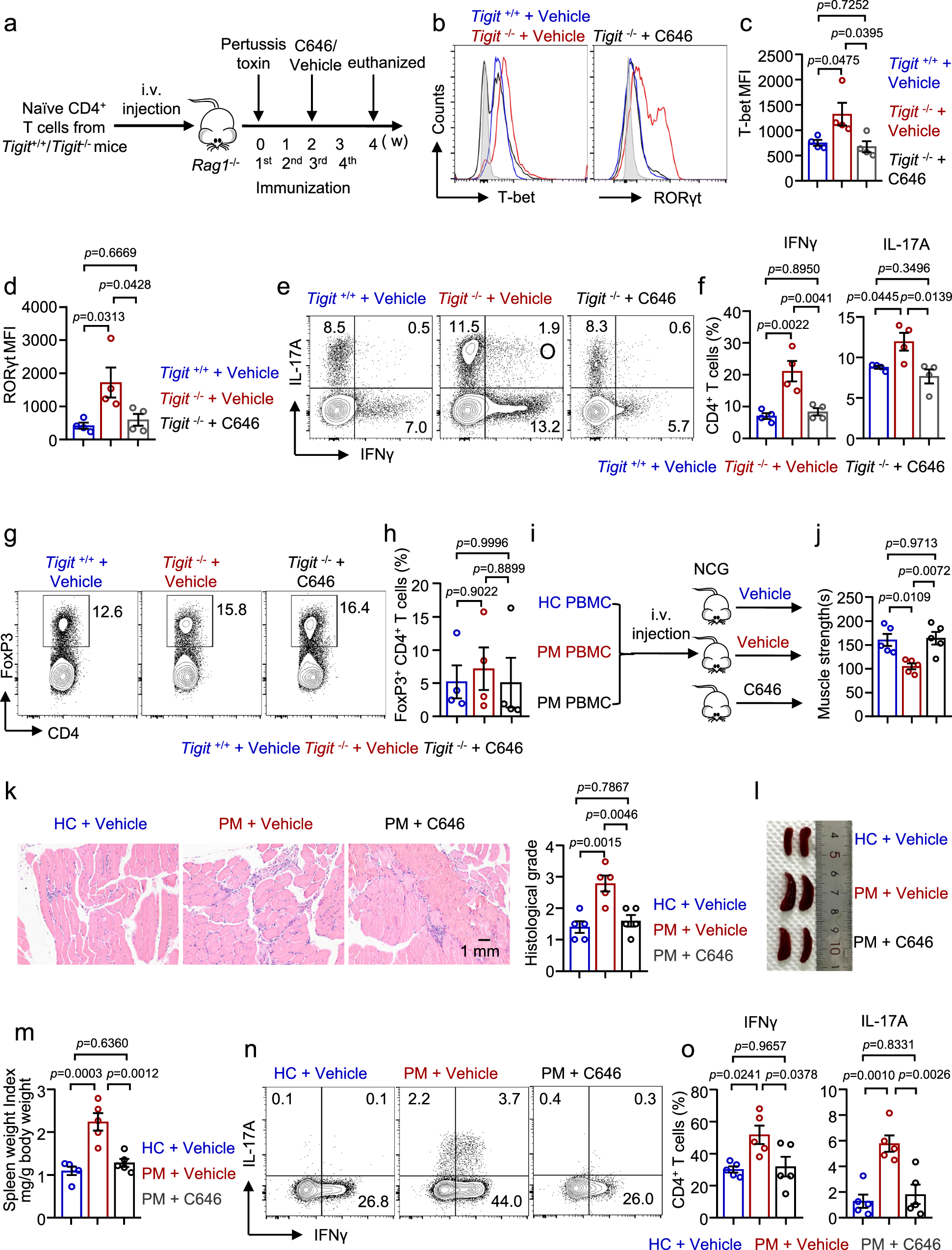 Fig. 8: TIGIT controls muscle inflammation by regulating Th1 and Th17 cell differentiation epigenetically in EAM.