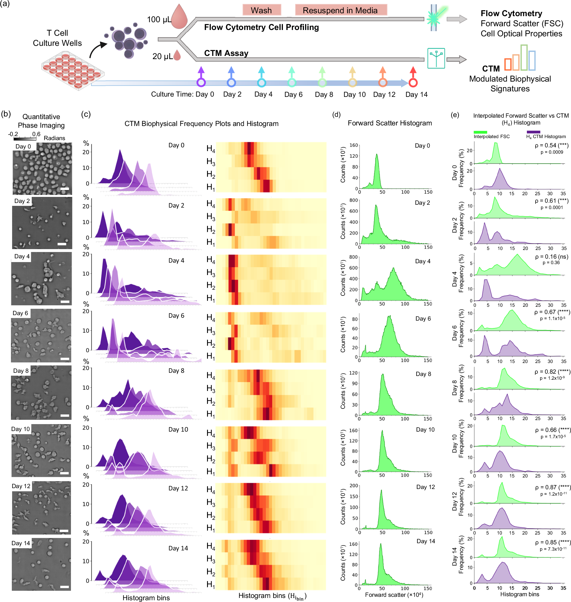 Fig. 3: Longitudinal biophysical signatures in cultured CD3+ T cells compared with flow cytometry forward scatter.