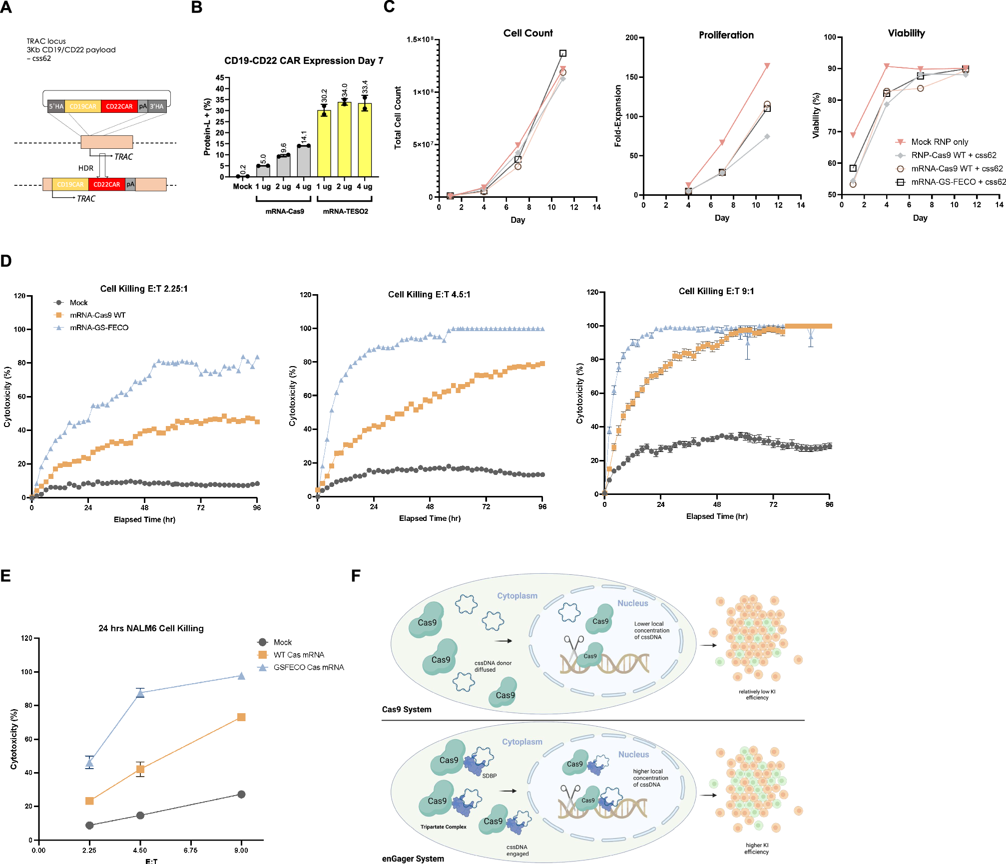 Fig. 6: CAR-T engineering by enGager with superior efficiency than WT Cas9.