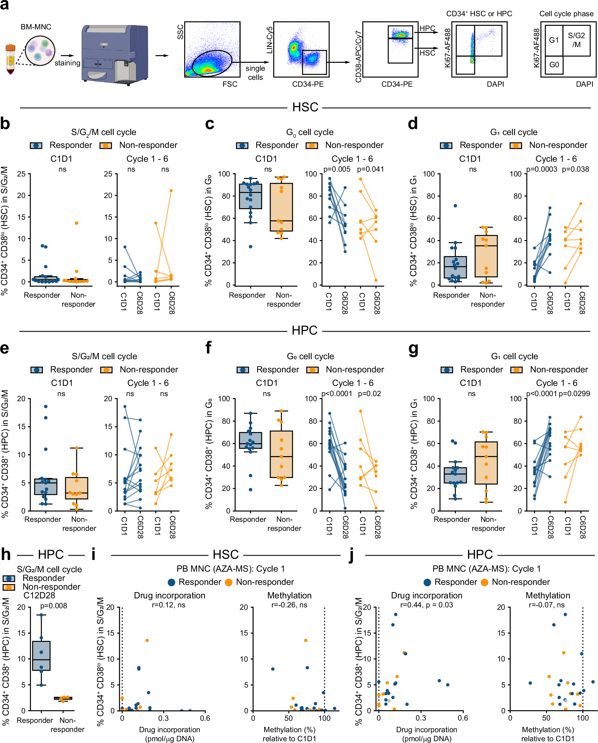 Fig. 2: Cell cycle parameters in CD34+ HSPCs at diagnosis and across treatment cycles.