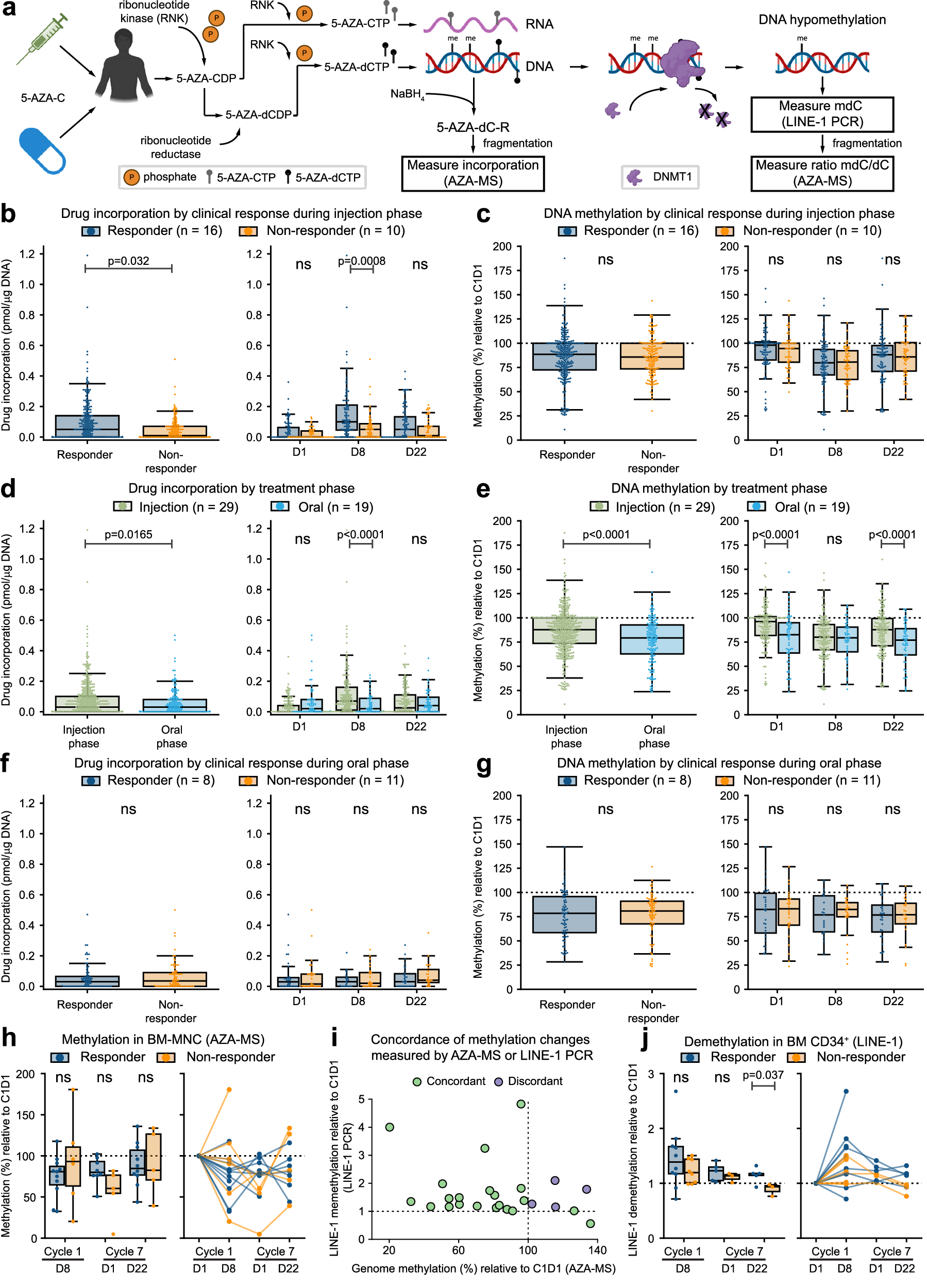 Fig. 3: DAC incorporation and relative DNA methylation in PB and BM MNCs across treatment phases.