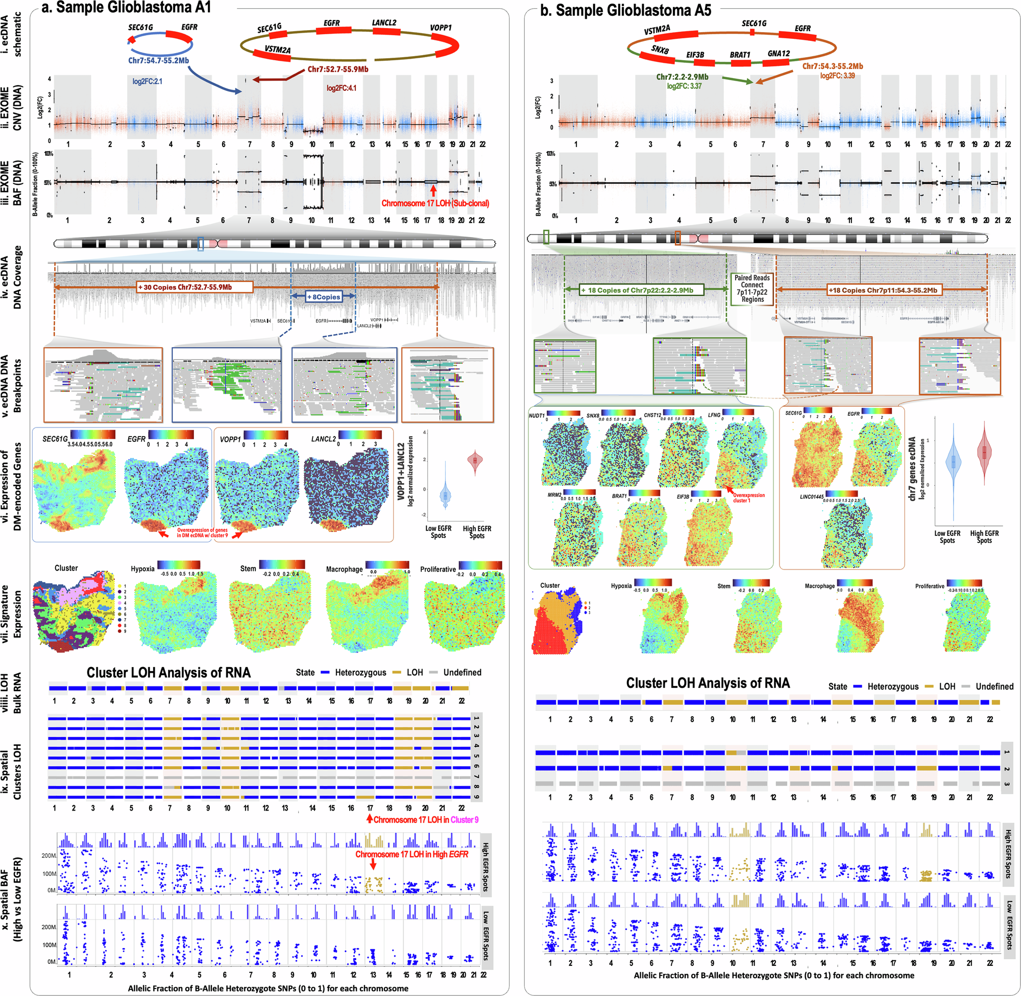 Fig. 5: Subclonal genomic heterogeneity from extrachromosomal DNA double-minutes.