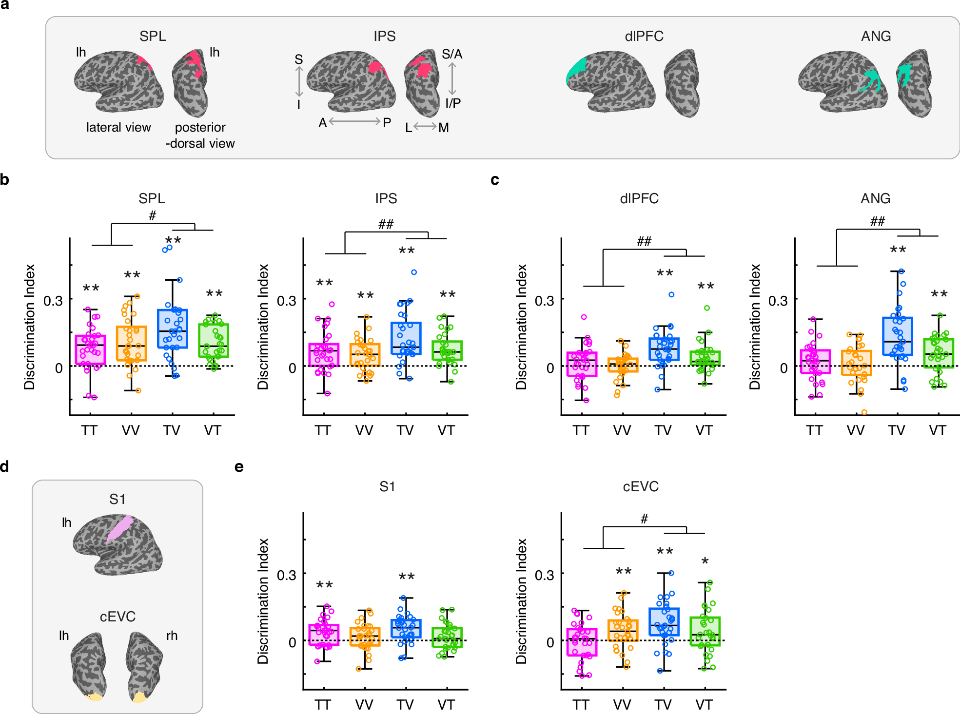 Fig. 3: Maintenance of individual braille pattern information in higher-order cortical and sensory areas during the delay period of working memory tasks.