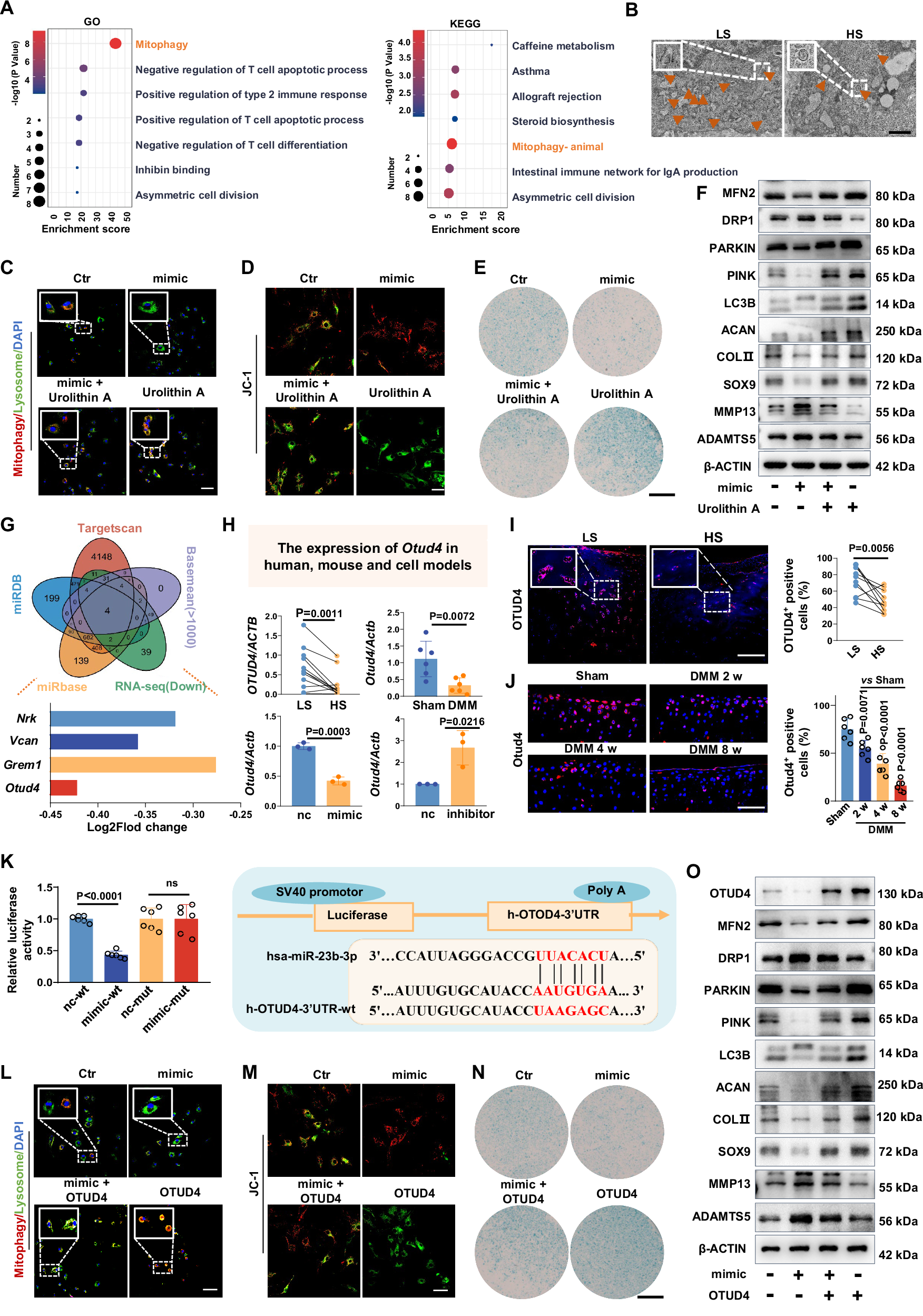 Fig. 6: MiR-23b-3p inhibits mitophagy by targeting Otud4 to skew the metabolism of chondrocytes.