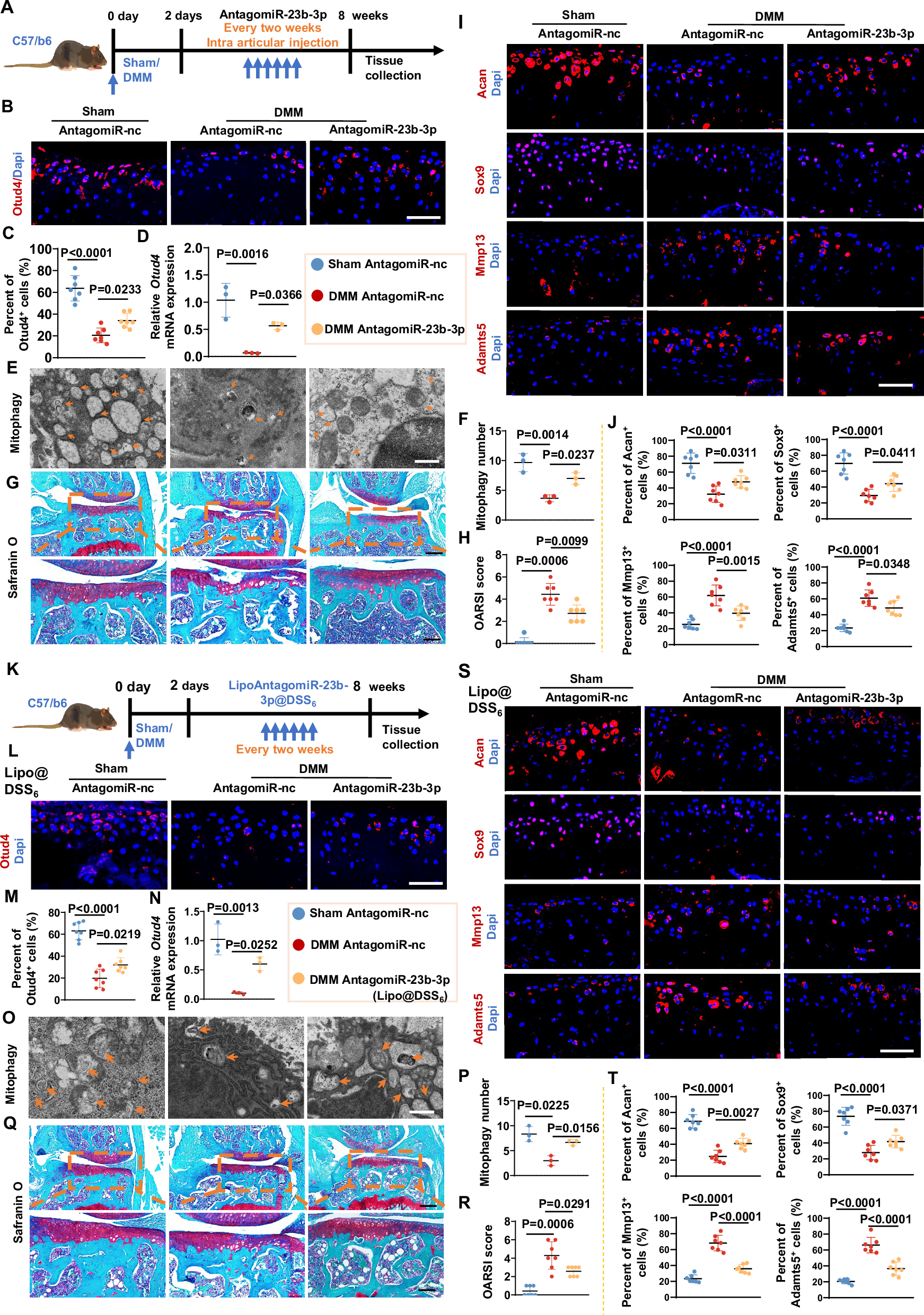 Fig. 7: Therapeutic inhibition of miR-23b-3p in chondrocytes or osteocytes alleviated cartilage degeneration during osteoarthritis progression.