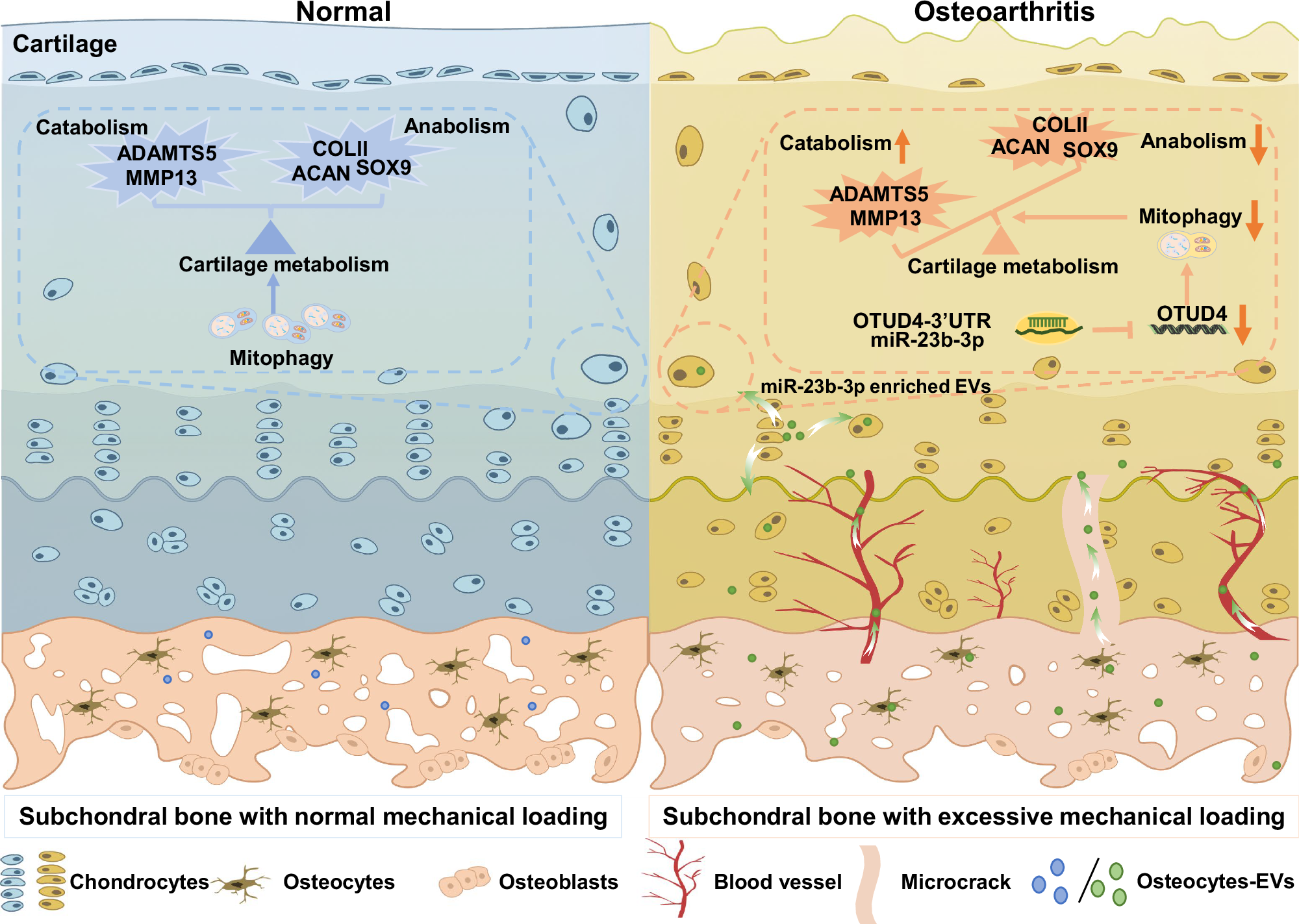 Fig. 8: Schematic of osteocyte-derived extracellular vesicles mediating bone-to-cartilage crosstalk and promoting osteoarthritis progression.