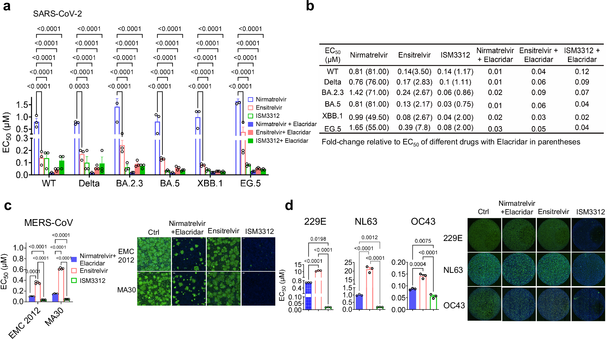 Fig. 3: ISM3312 exhibits potent antiviral activity against coronaviruses, including SARS-CoV-2 variants, MERS-CoV, 229E, NL63, and OC43.