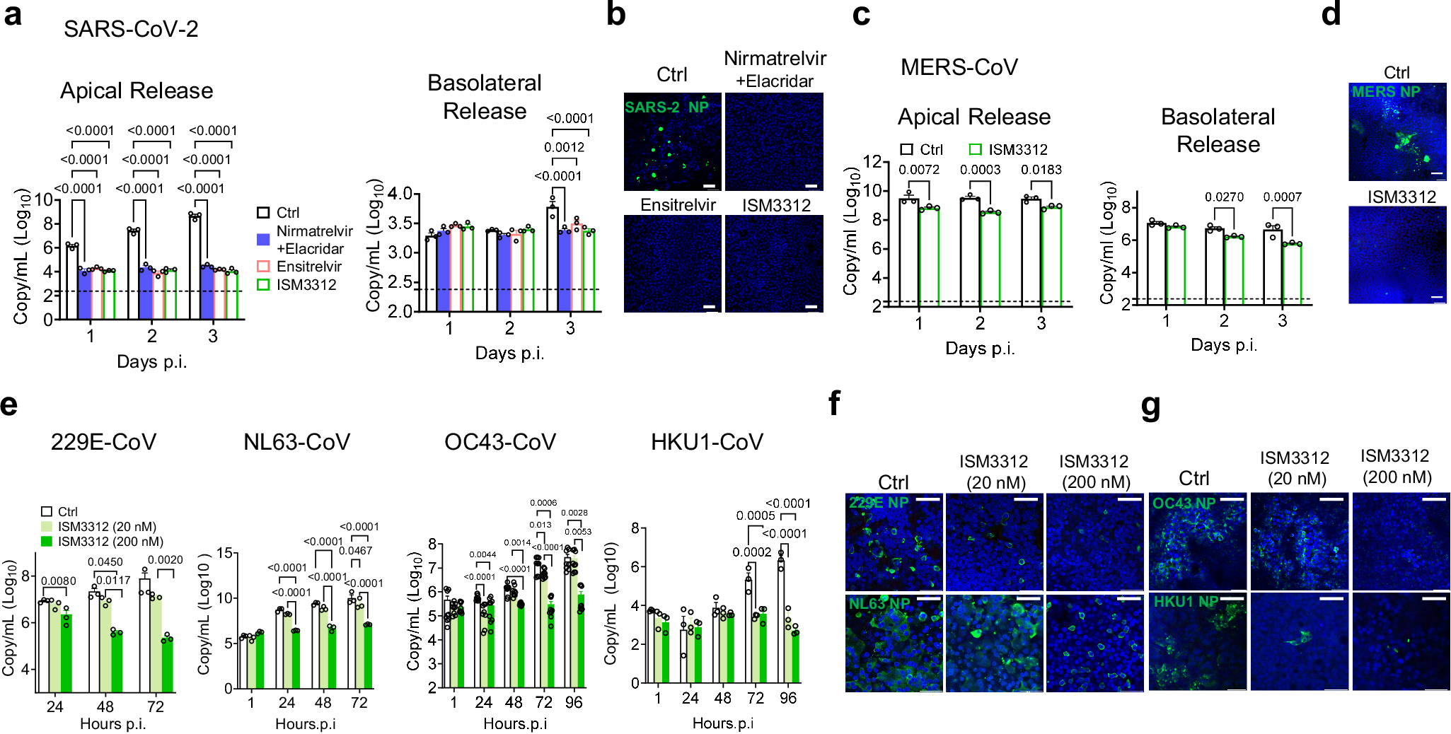 Fig. 4: ISM3312 exhibits potent antiviral activity against various coronaviruses in human proximal airway organoid model.