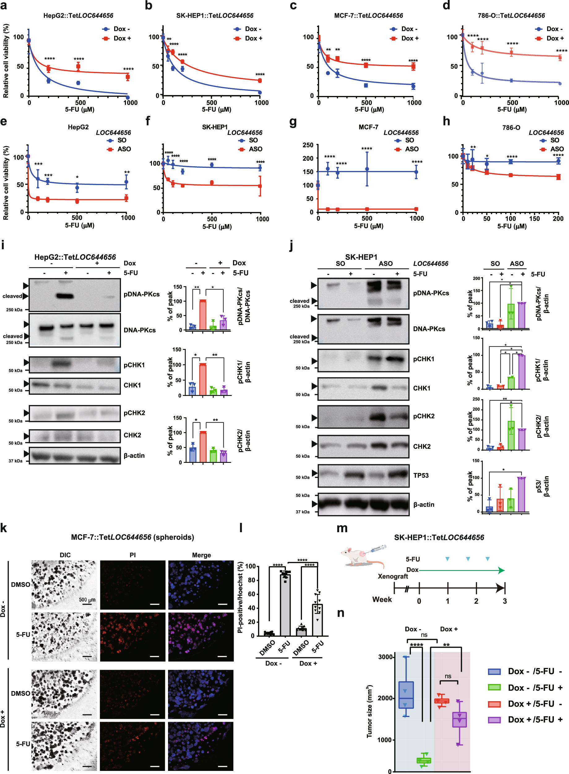 Fig. 7: LOC644656 expression prevents genotoxic stress-induced death of cancer cells.