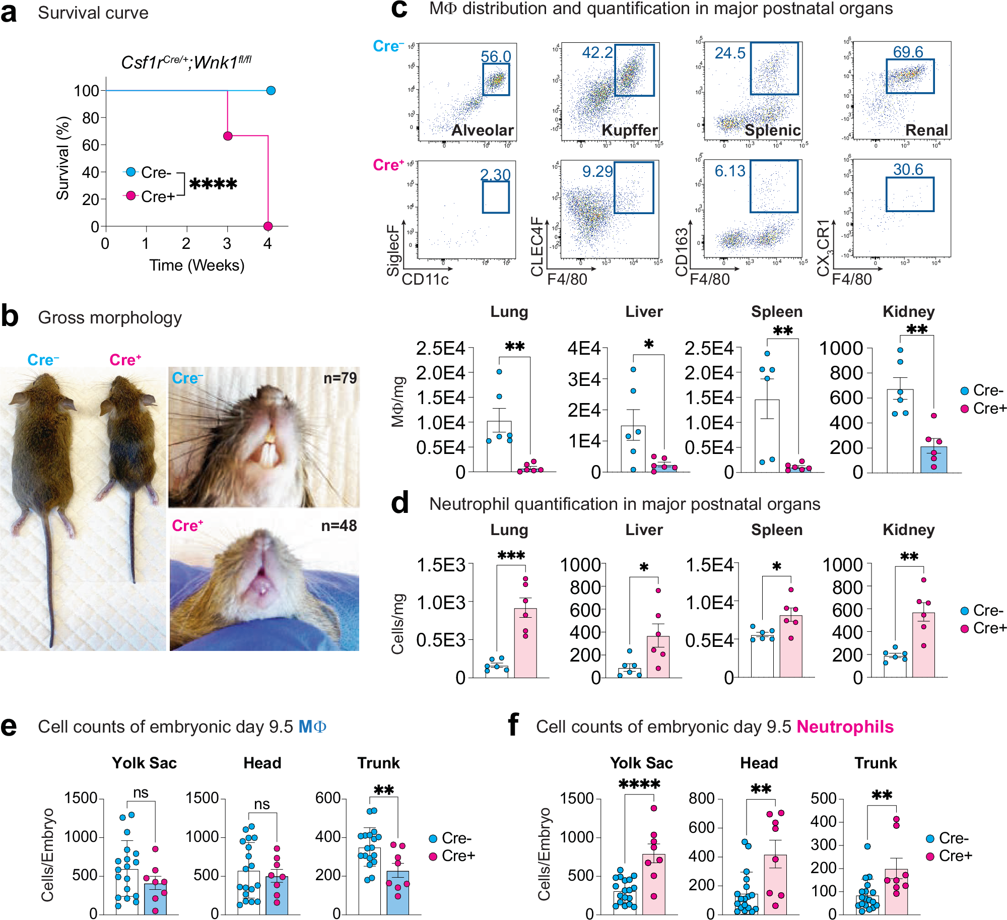 Fig. 1: Csf1riCre-mediated deletion of Wnk1 results in rapid mortality, MΦ deficiency, and neutrophilia.