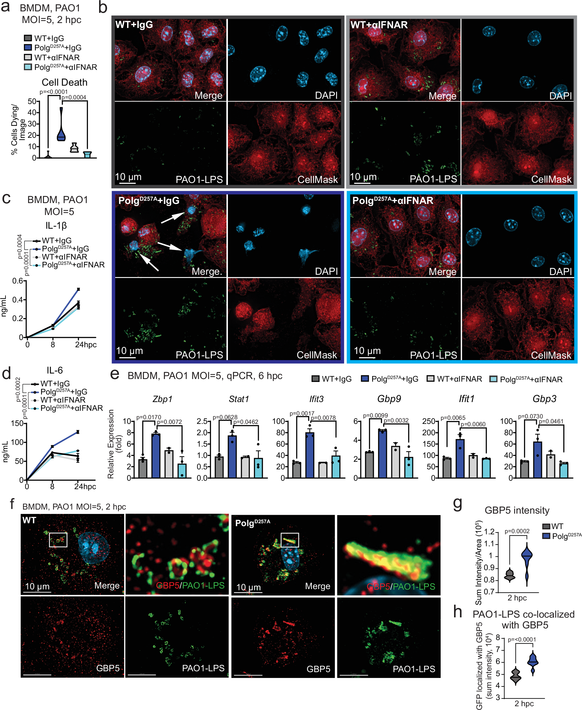 Fig. 3: Interferon signaling drives elevated GBP expression and hyperinflammation in PolgD257A macrophages.