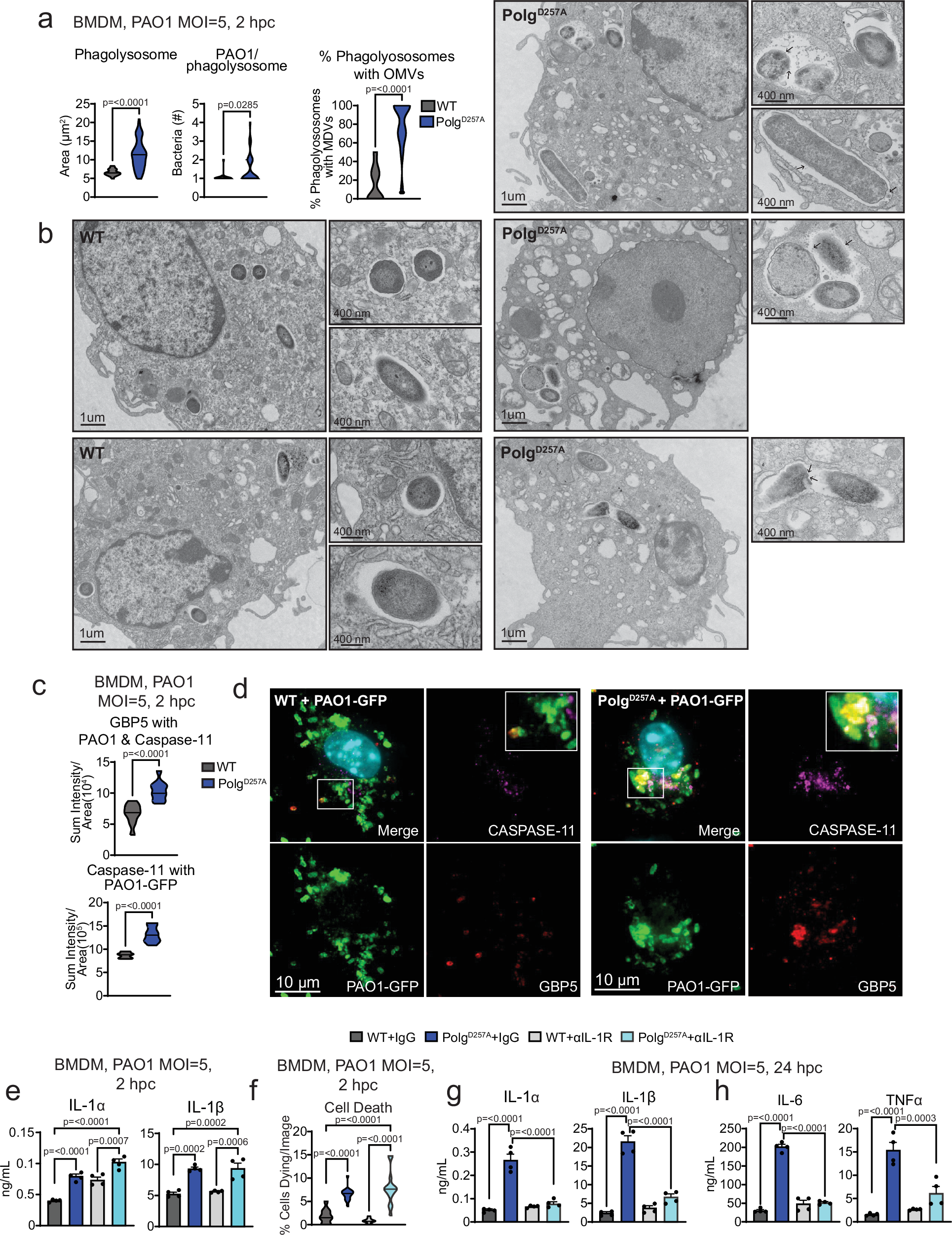 Fig. 5: Elevated caspase-11 binding to LPS contributes to pyroptosis and inflammatory IL-1R signaling in PolgD257A macrophages.