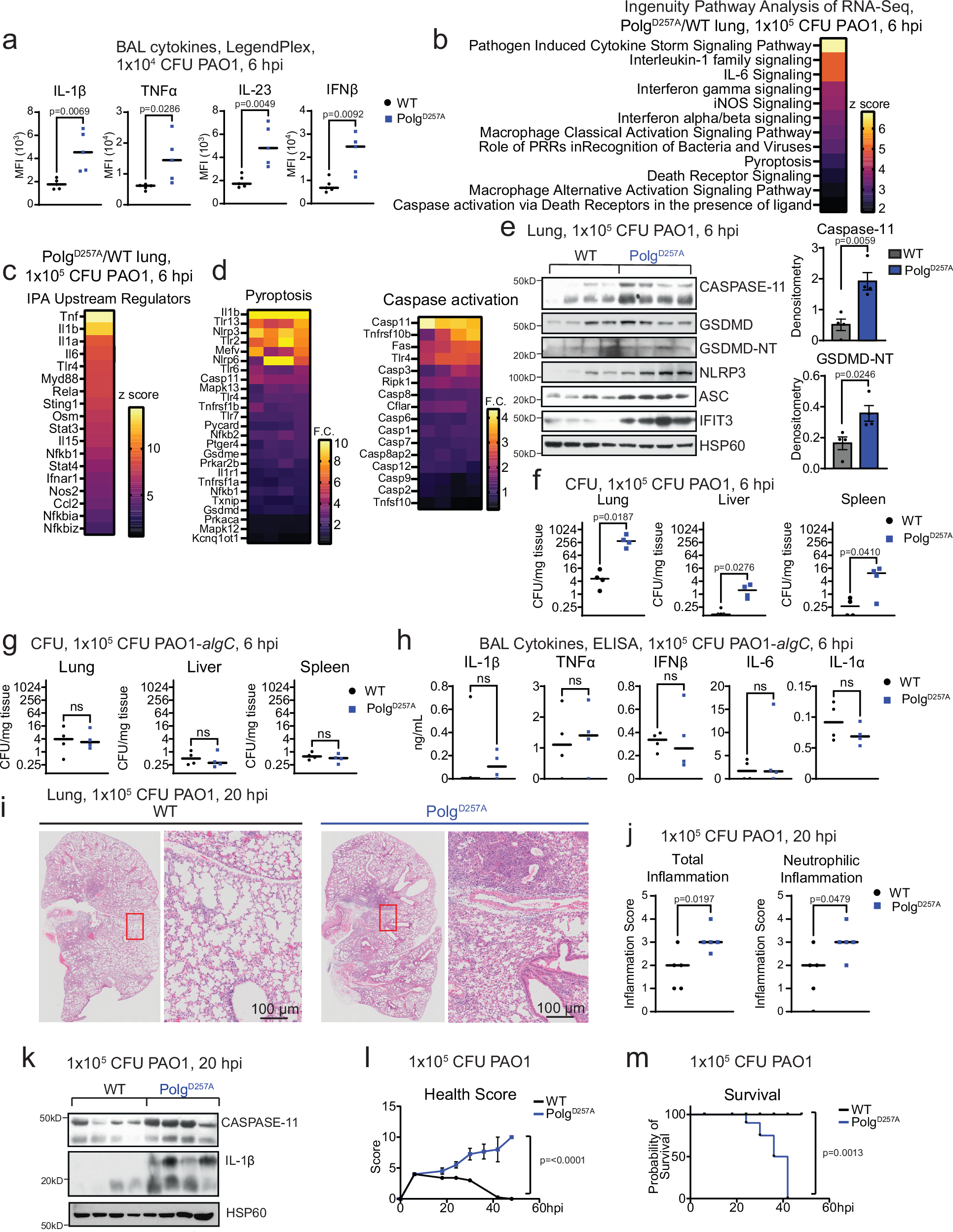 Fig. 7: Intratracheal instillation of PAO1 into lungs elicits greater inflammation, caspase-11 expression, and morbidity of PolgD257A mutant mice.