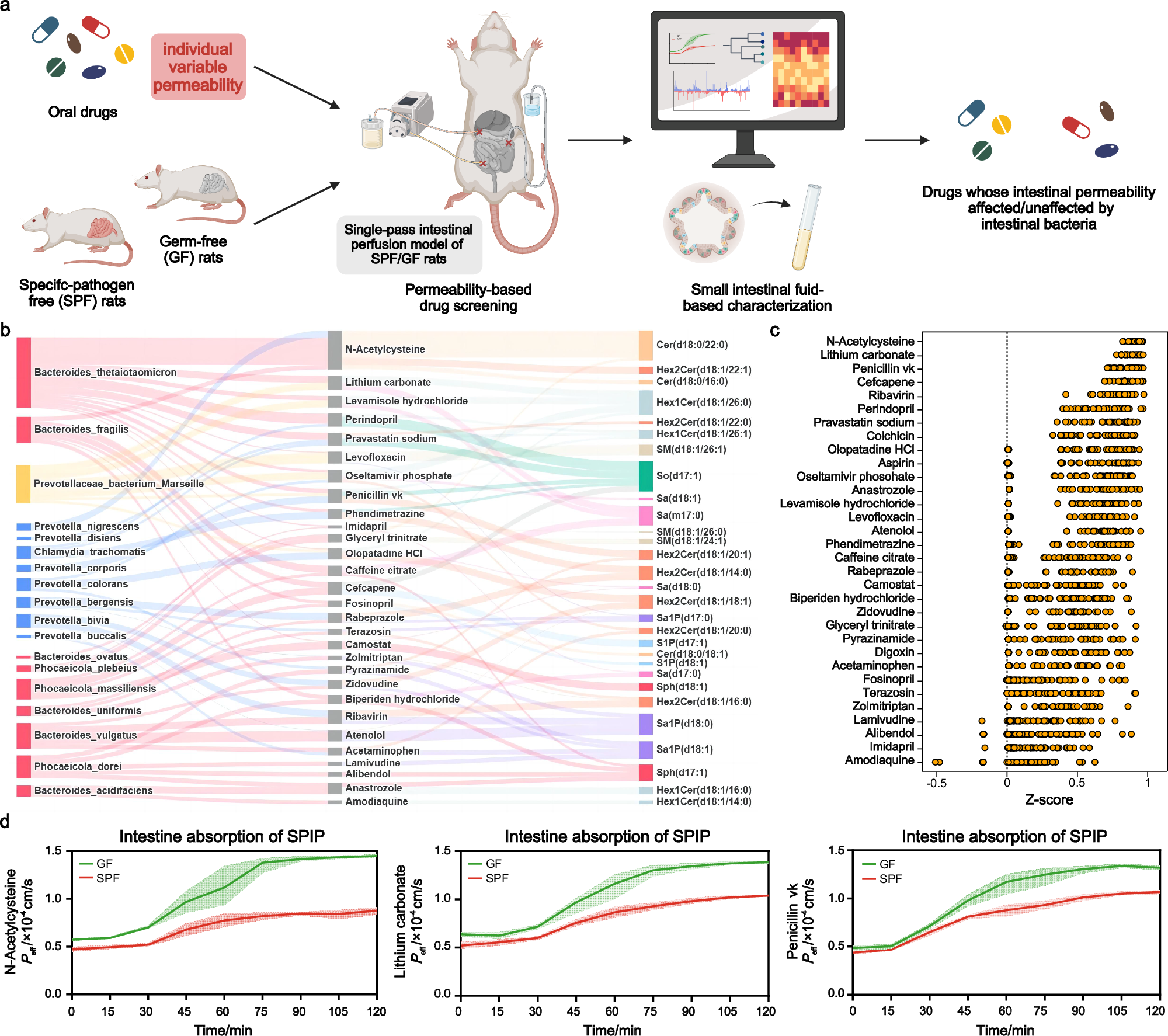 Fig. 1: Intestinal microbiota-mediated drug permeability screening revealed the potential dependency on microbiota for N-acetylcysteine (NAC).