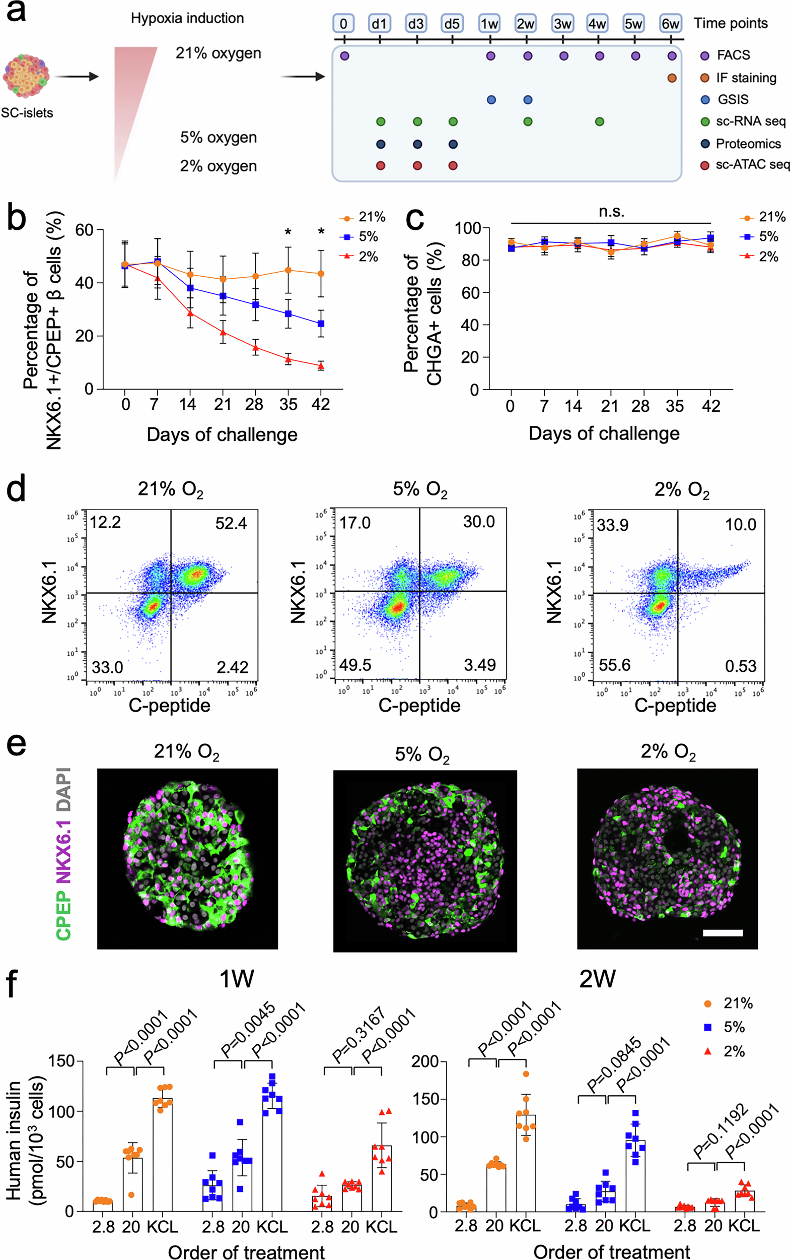 Fig. 1: Human stem cell-derived β cells lose cell identity and metabolic function under hypoxia.