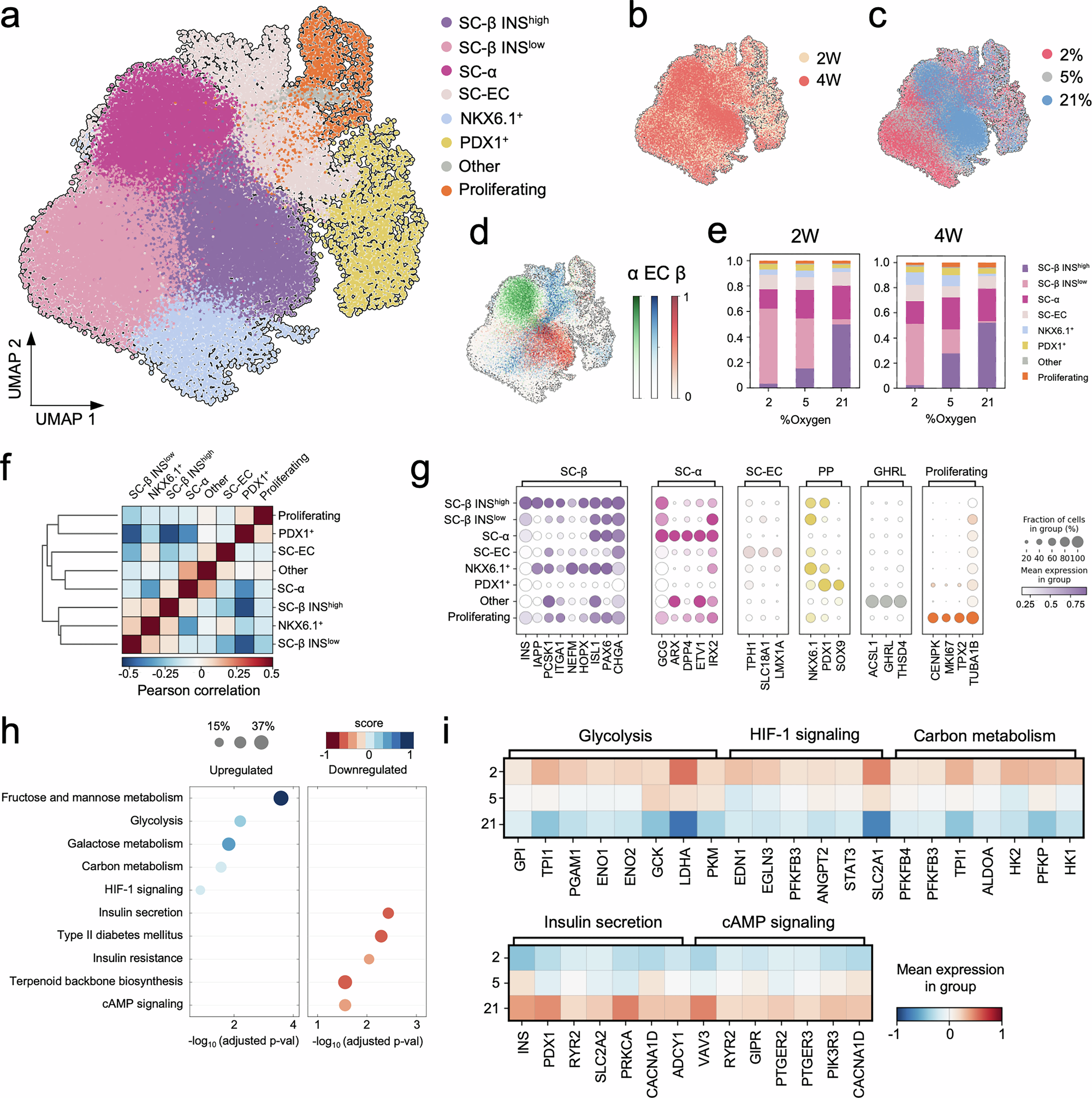 Fig. 2: Molecular pathways involved in hypoxia response of stem cell-derived islets.