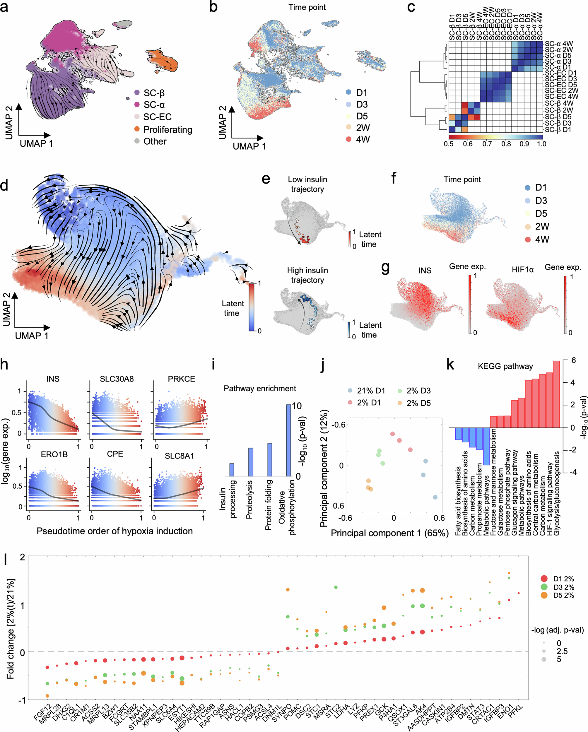 Fig. 3: Time course analysis of early response of stem cell-derived islets under hypoxia.