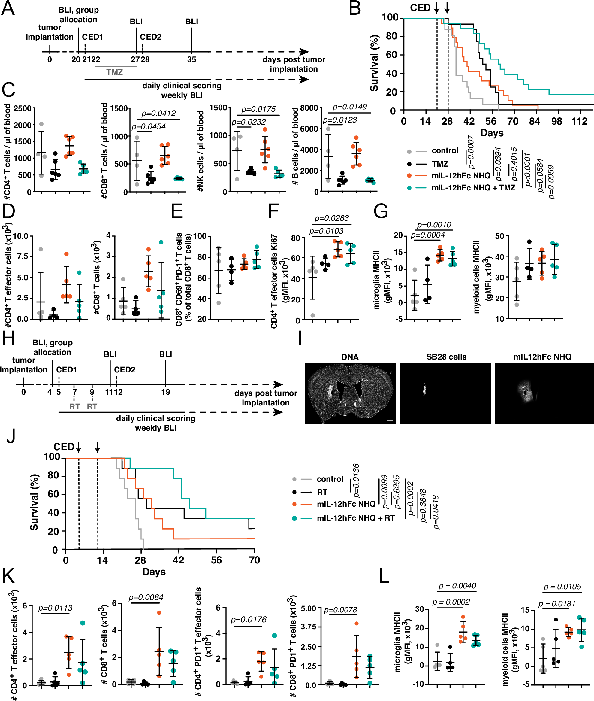 Fig. 5: FcRn-silenced IL-12Fc synergizes with chemotherapy and RT, even in models of aggressive treatment-resistant glioma.